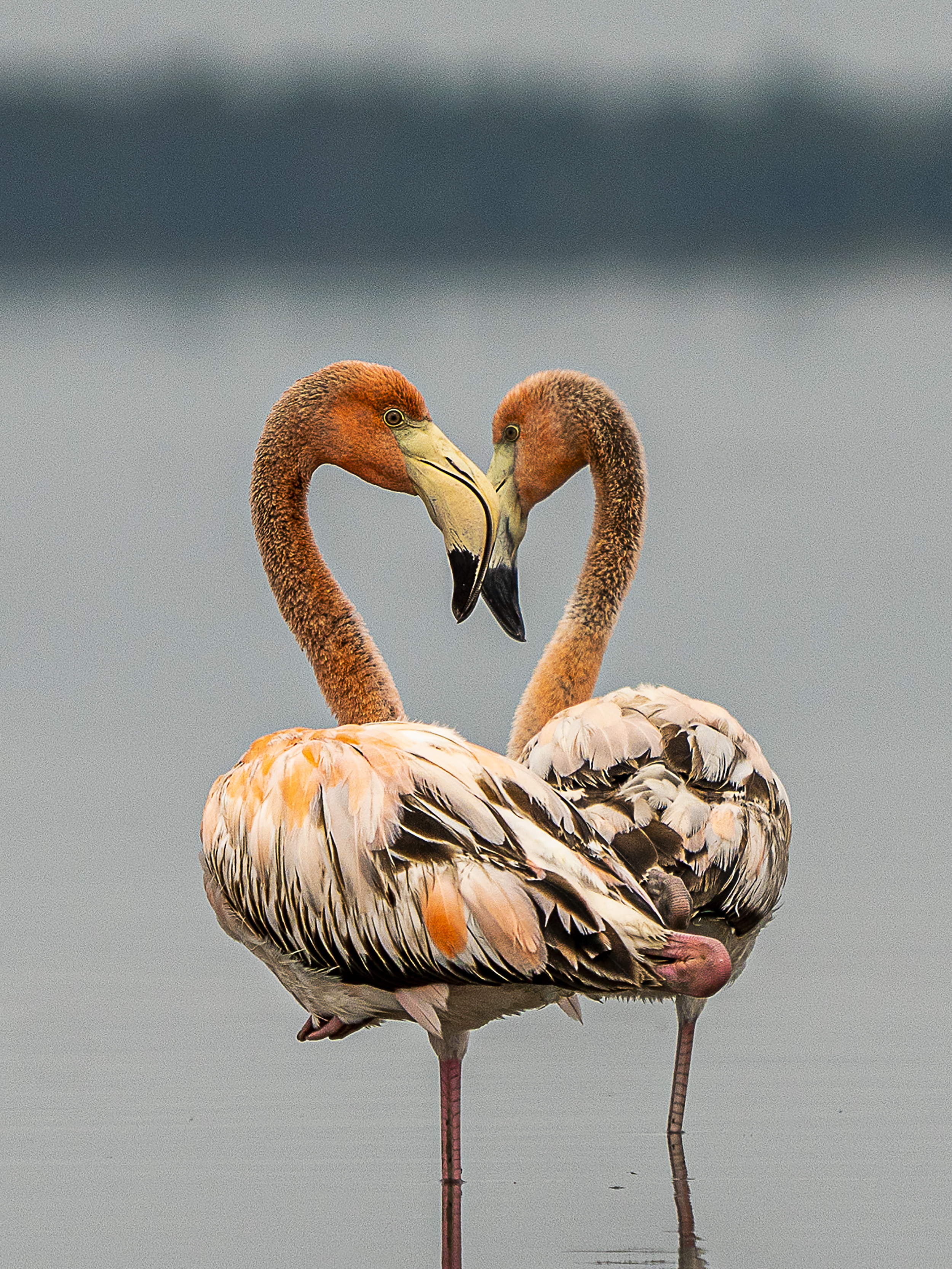 Florida Bay Lovers