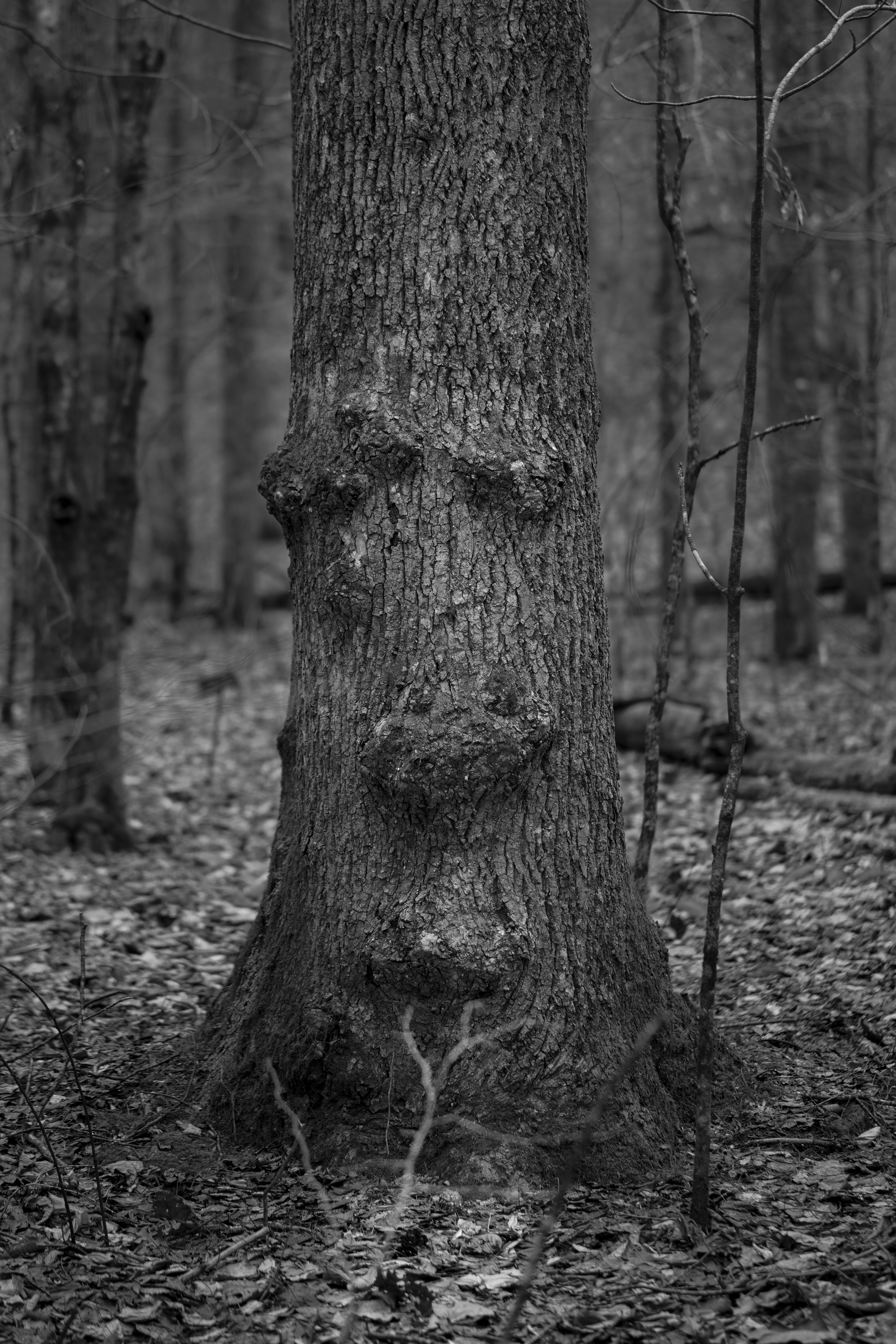 I Speak for the Trees