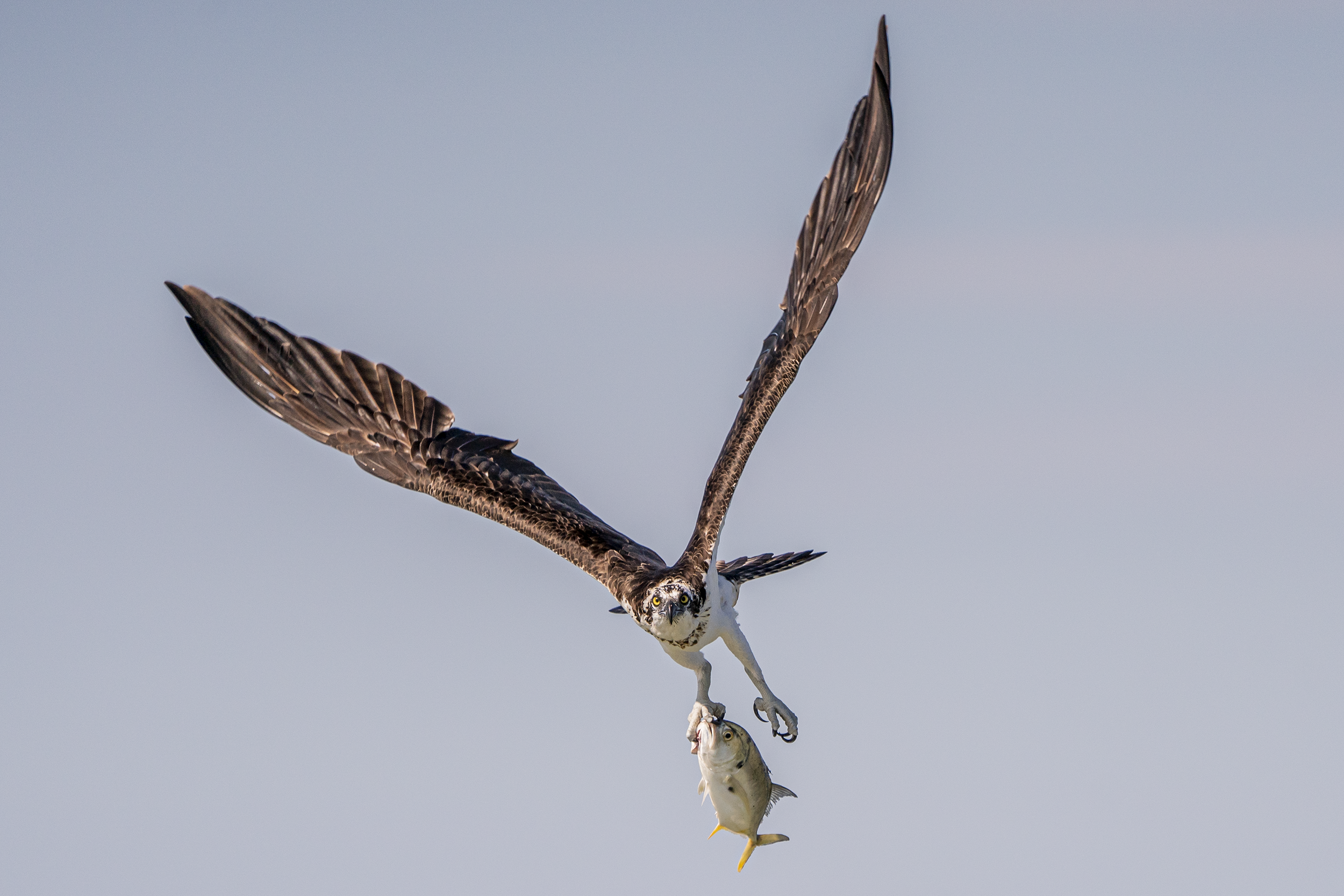 Lunch on the Fly