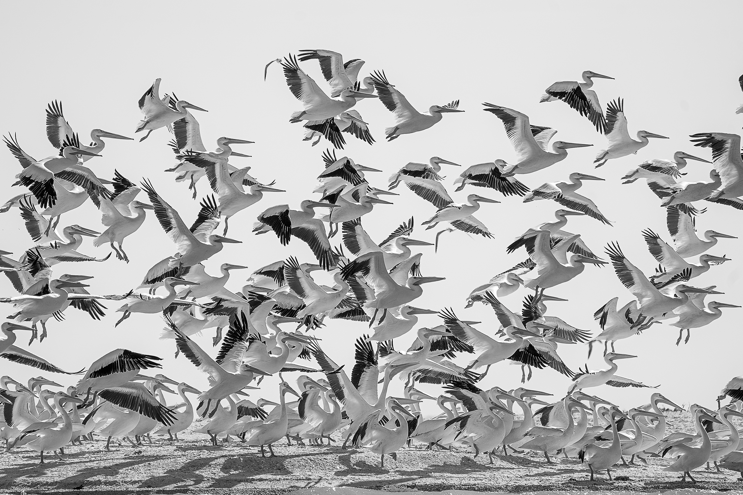 Squadron Blastoff