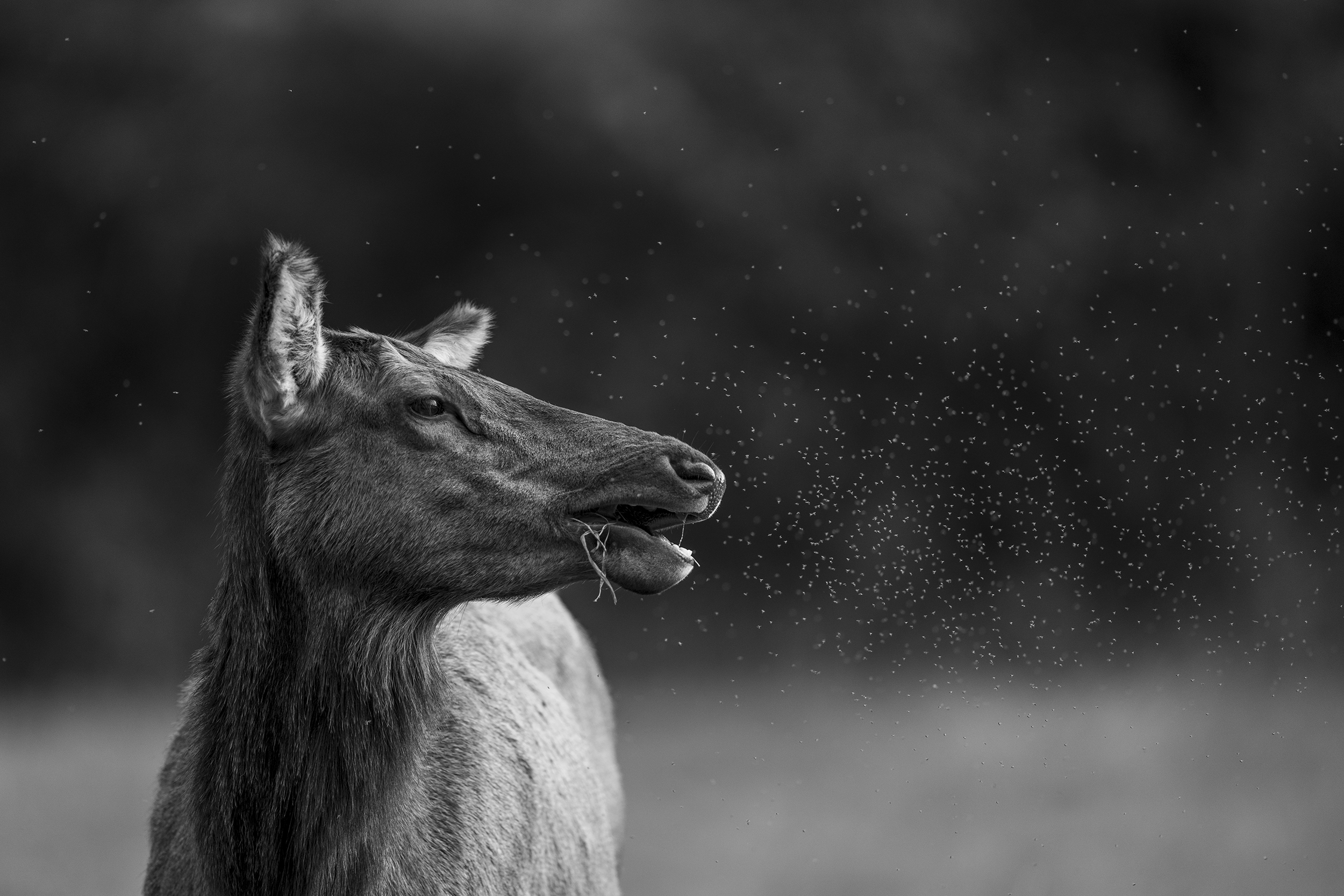 Profile of a horse with a water spray, black and white, focusing on the horse's head and upper neck.
