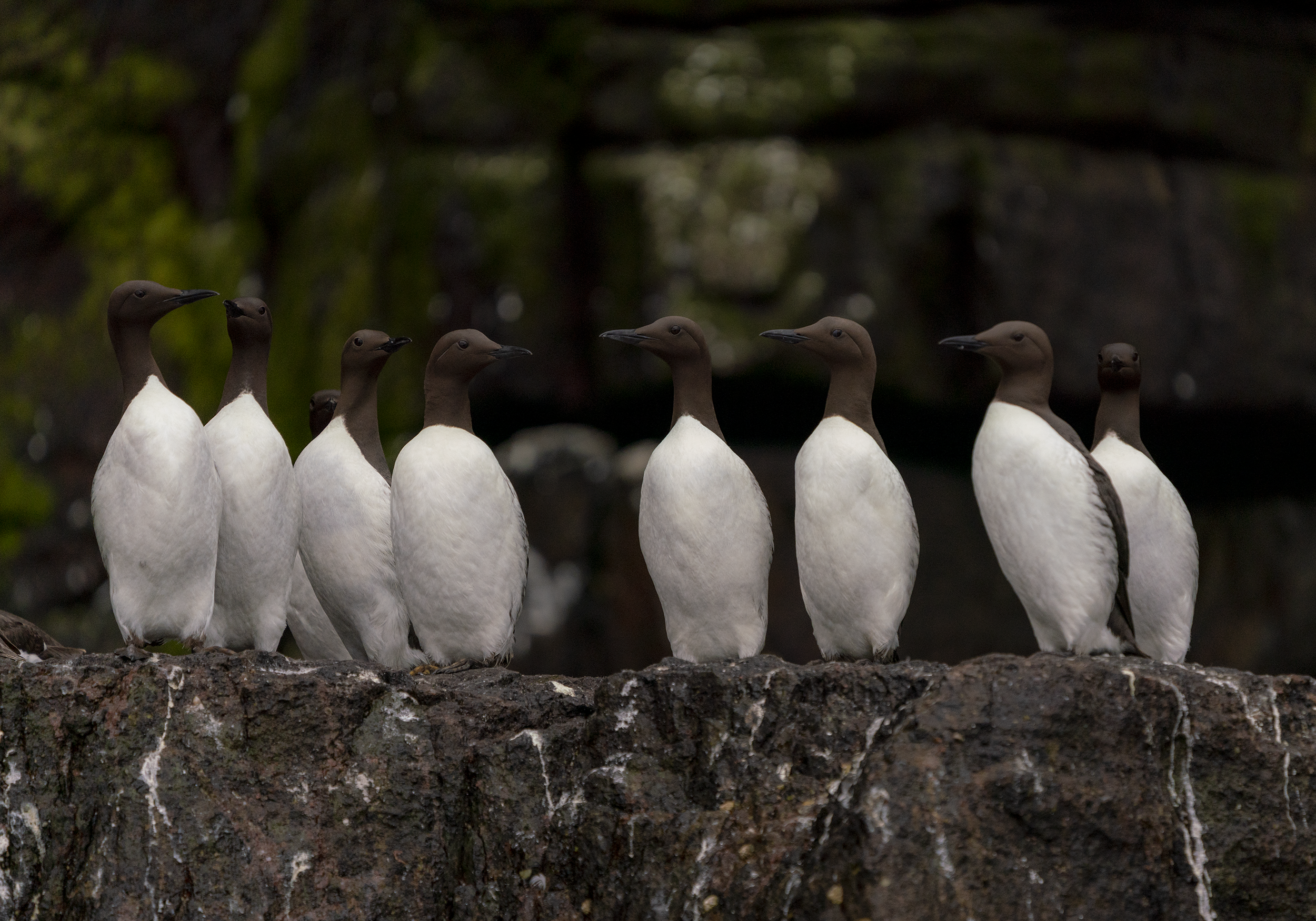 Group of nine blue-footed boobies standing on a rocky surface with a blurry green and brown forest background.