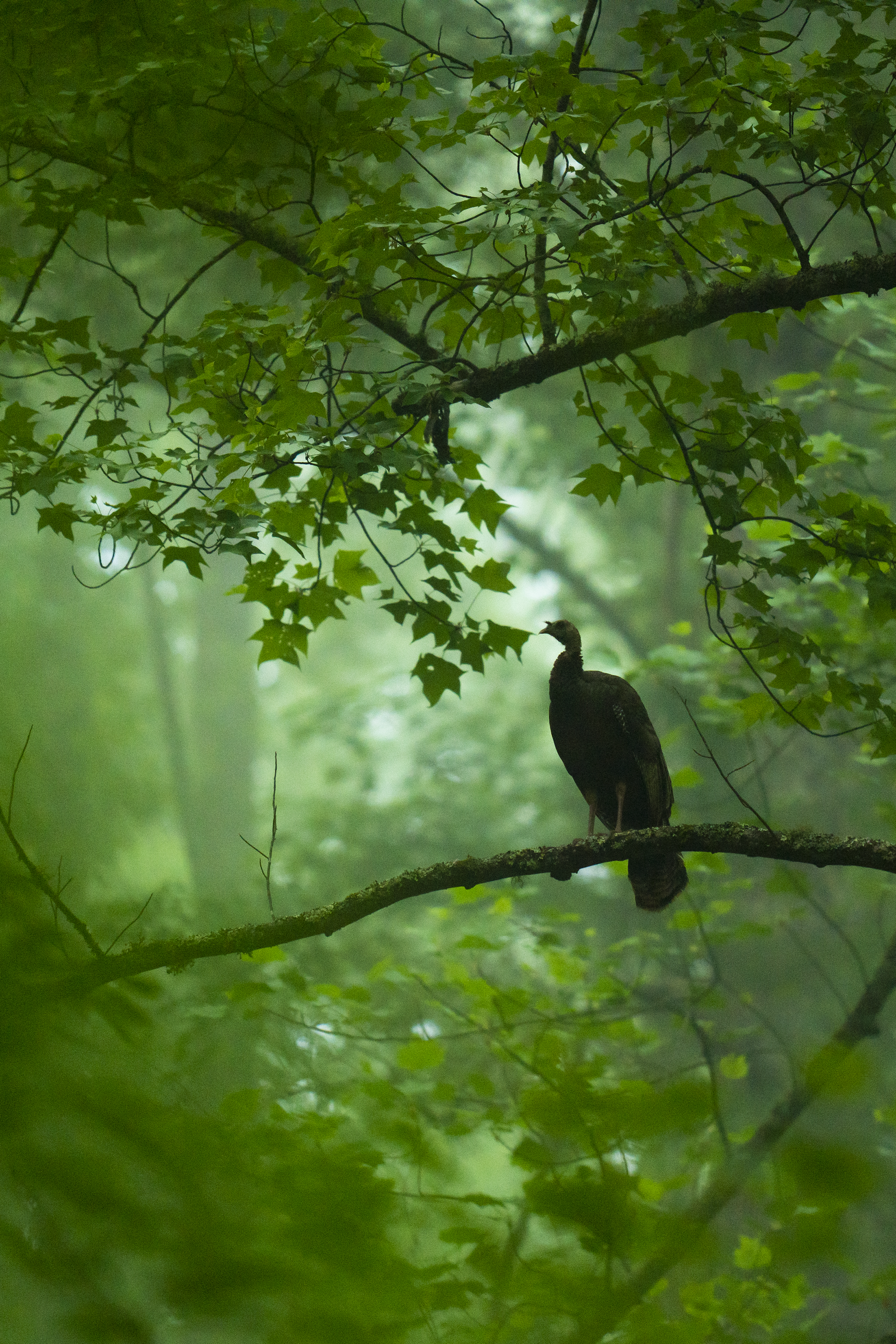 Verdant Gobbler