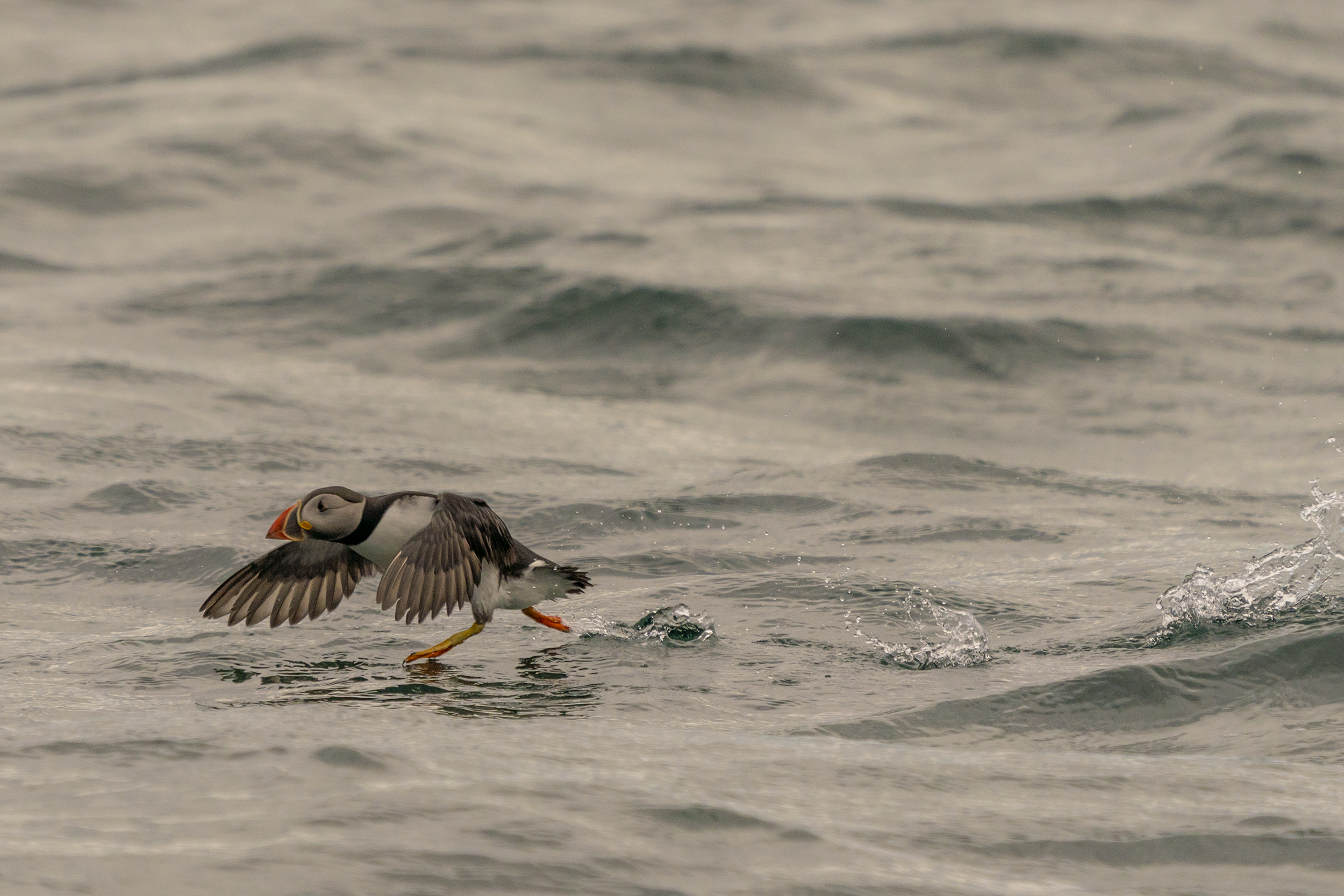 A puffin bird taking off from the water, with small splashes and ripples around its legs.