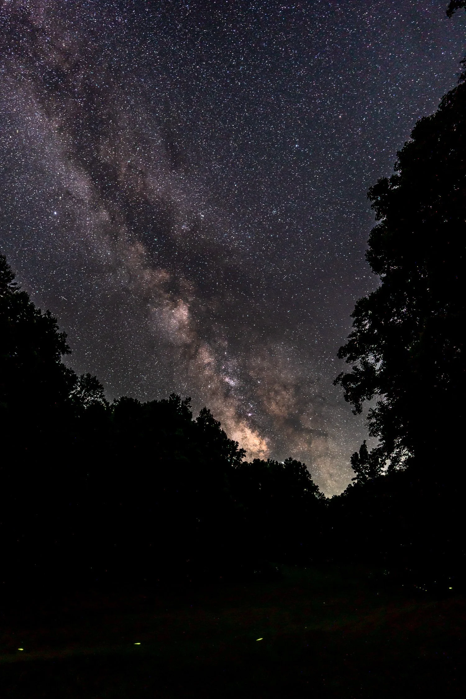 Night sky filled with stars and the Milky Way galaxy visible, with silhouettes of trees in the foreground.