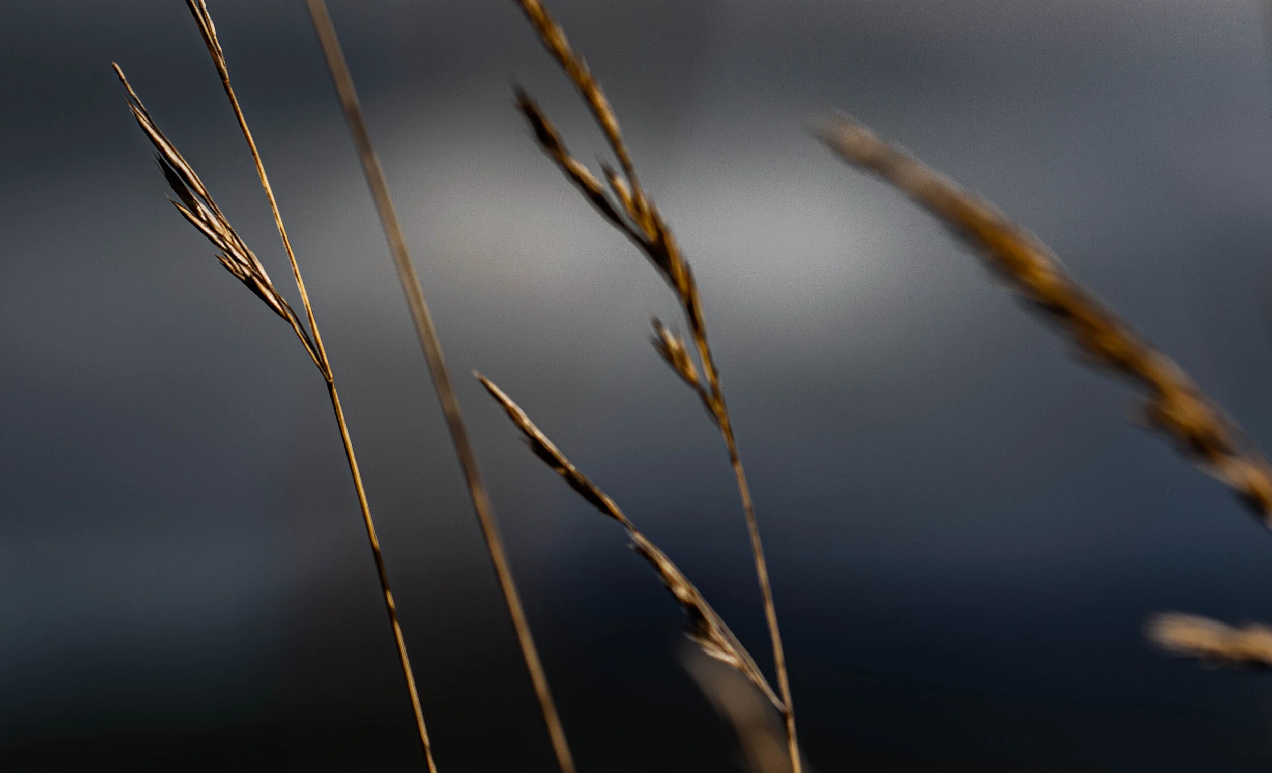 Shooting the breeze, Co. Wicklow