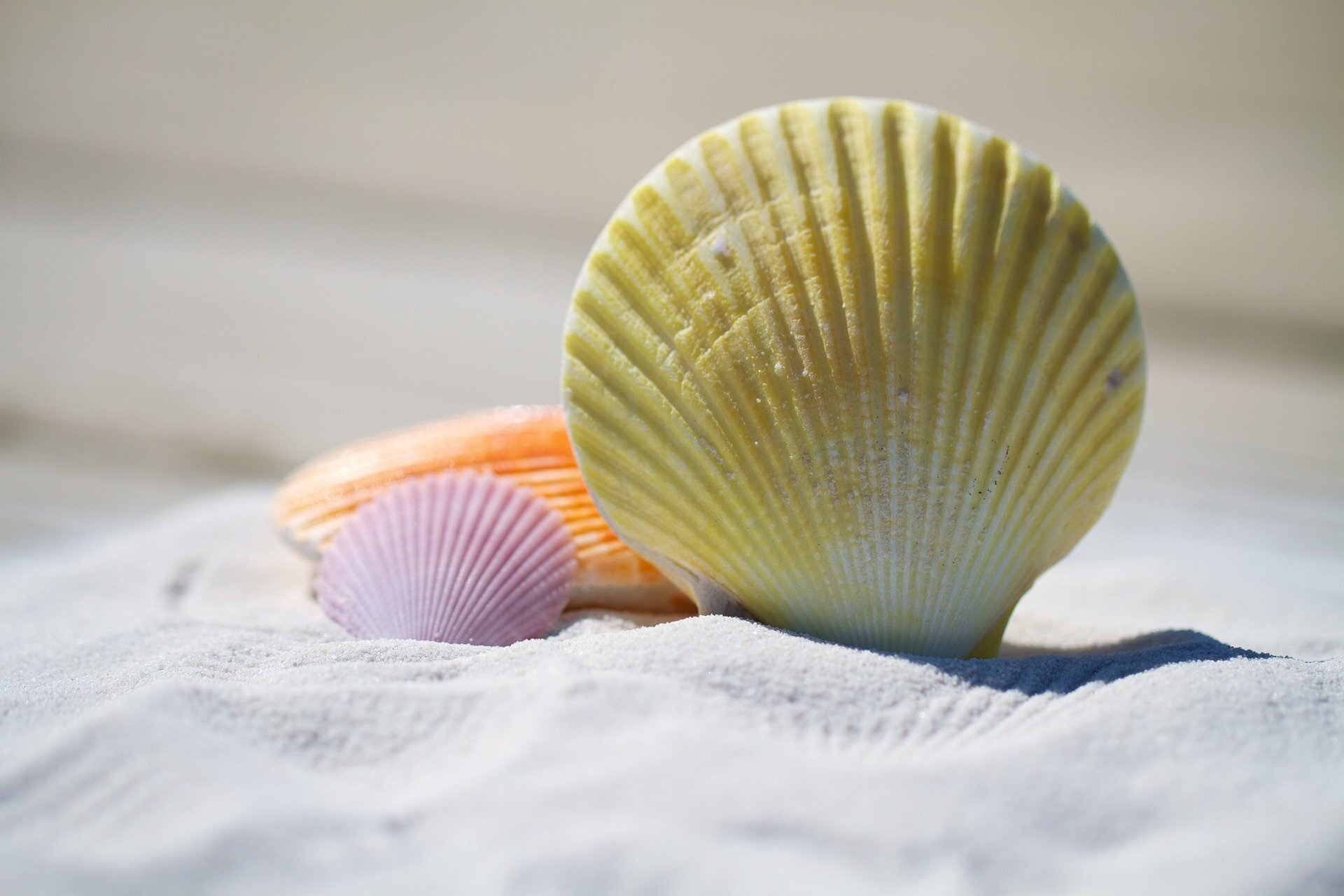 shells-792912_1920.jpg