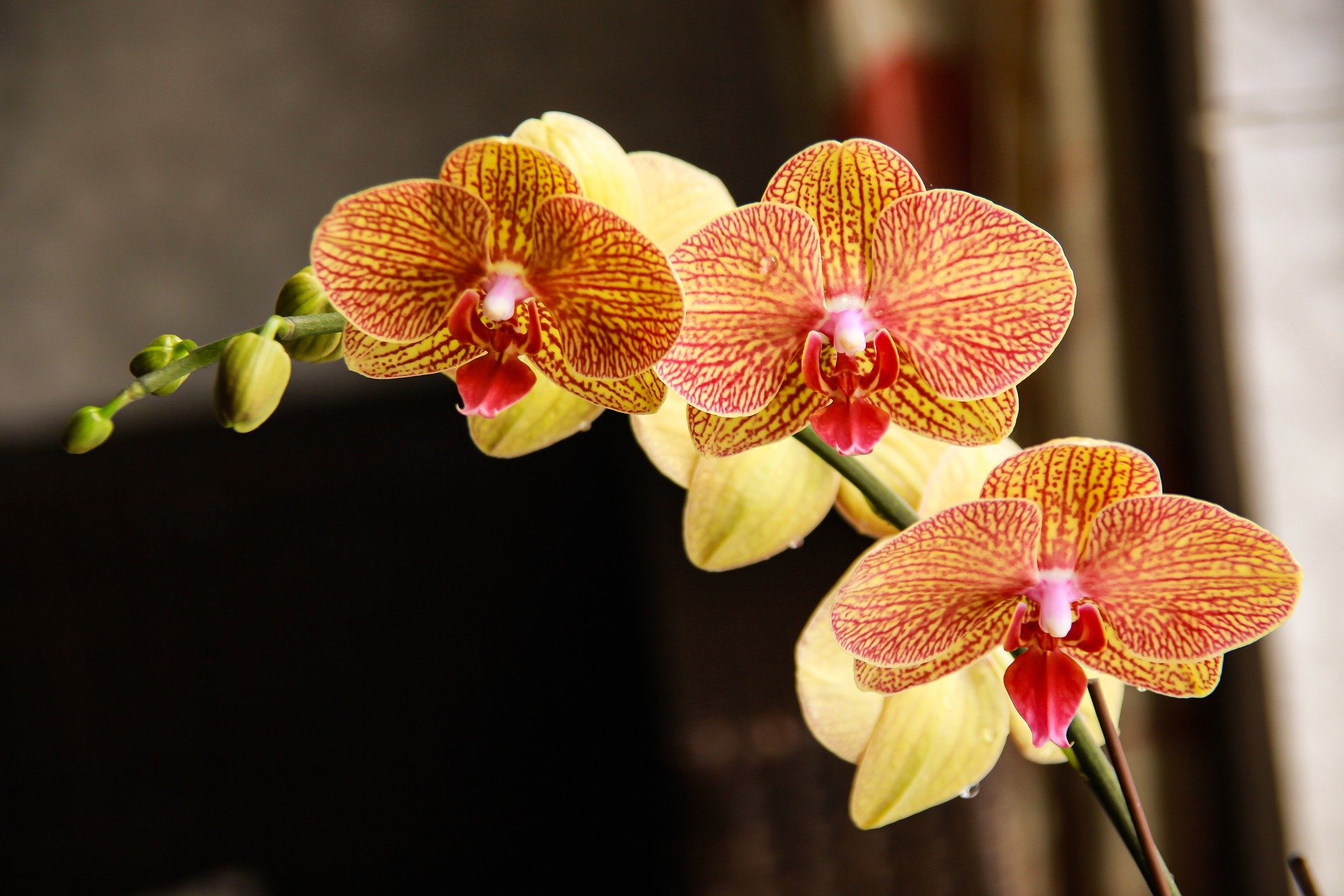 phalaenopsis-6773314_1920.jpg