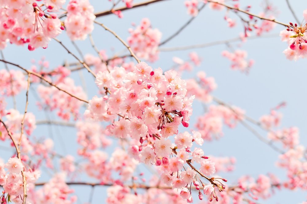 cherry-blossom-tree-1225186_1920.jpg