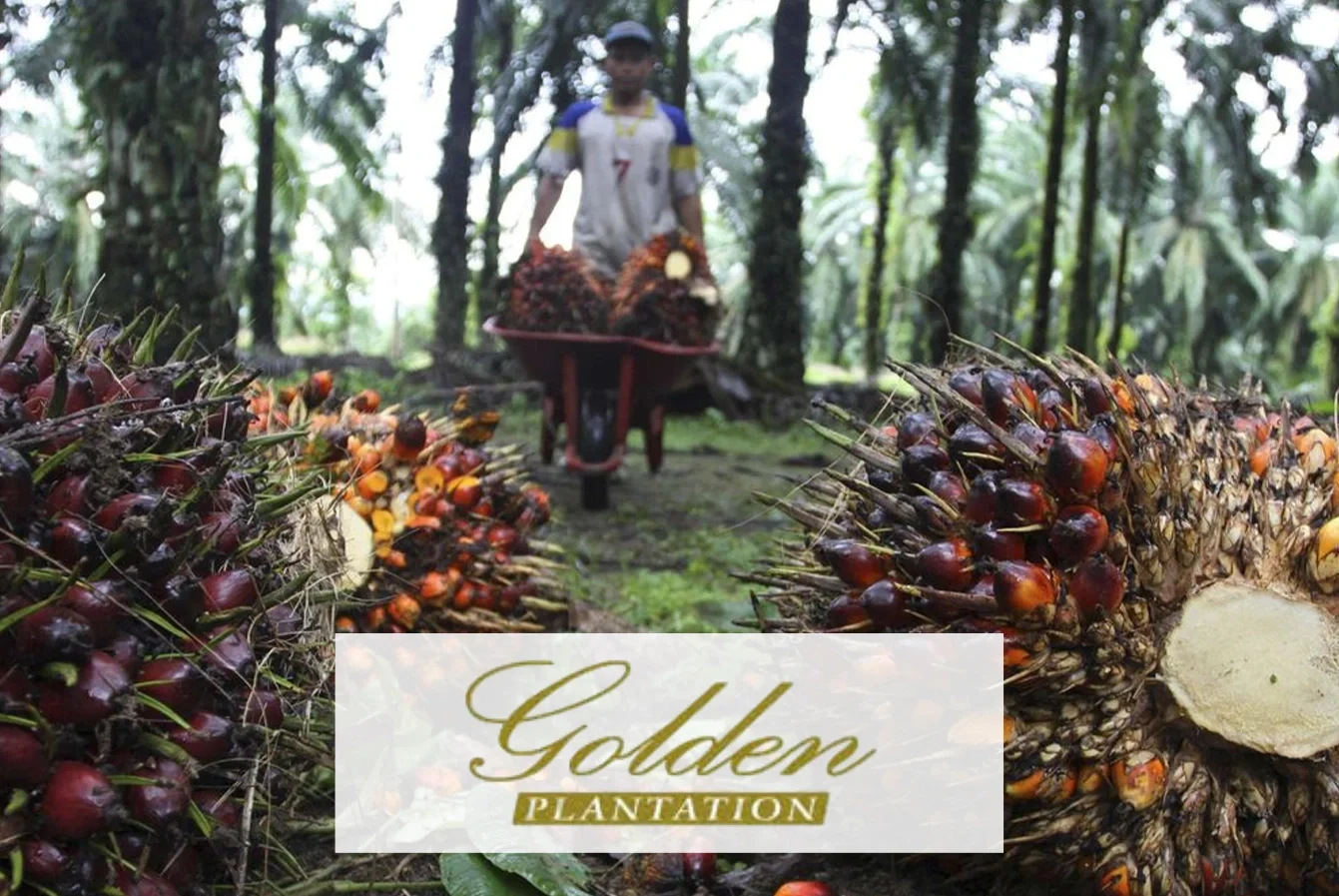 Company Profile PT Golden Plantation Tbk, Kode Saham GOLL, Investasi Tren Pasar dan Insight Hari Ini bagi Investor
