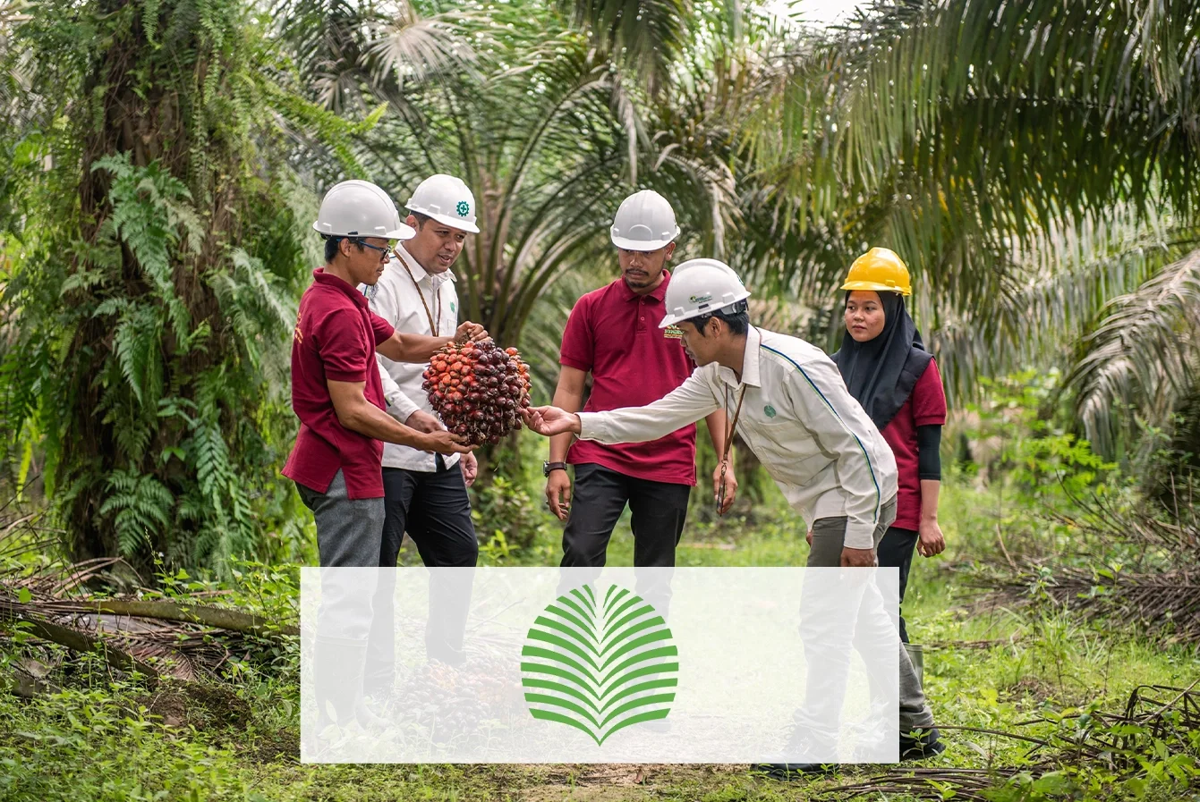 Company Profile PT Sawit Sumbermas Sarana Tbk, Kode Saham SSMS, Investasi Tren Pasar dan Insight Hari Ini bagi Investor