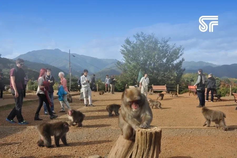 Arashiyama Monkey Park Kyoto, Bukti Destination Branding Jepang Tak Hanya Soal Teknologi