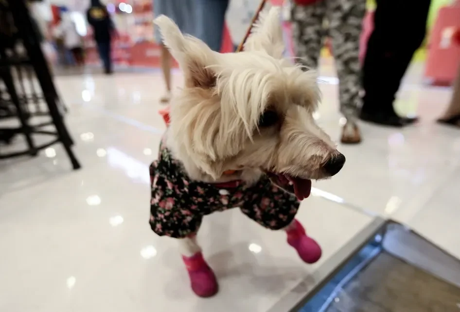 indonesia-international-pet-expo-iipe-2026-bakal-ada-brand-apa-saja-ya-simak-disini-fripipel