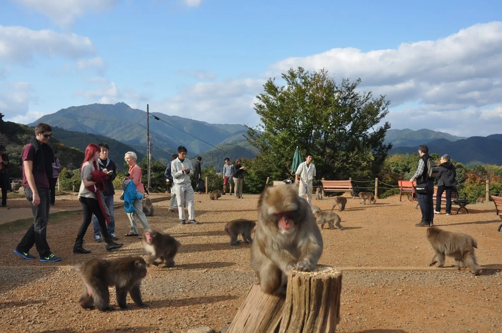 arashiyama-monkey-park-kyoto-bukti-destination-branding-jepang-tak-hanya-soal-teknologi