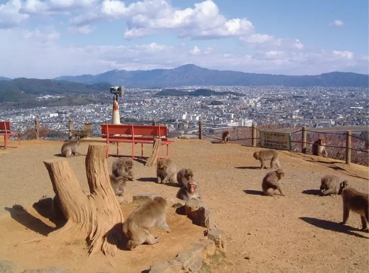 arashiyama-monkey-park-kyoto-bukti-destination-branding-jepang-tak-hanya-soal-teknologi