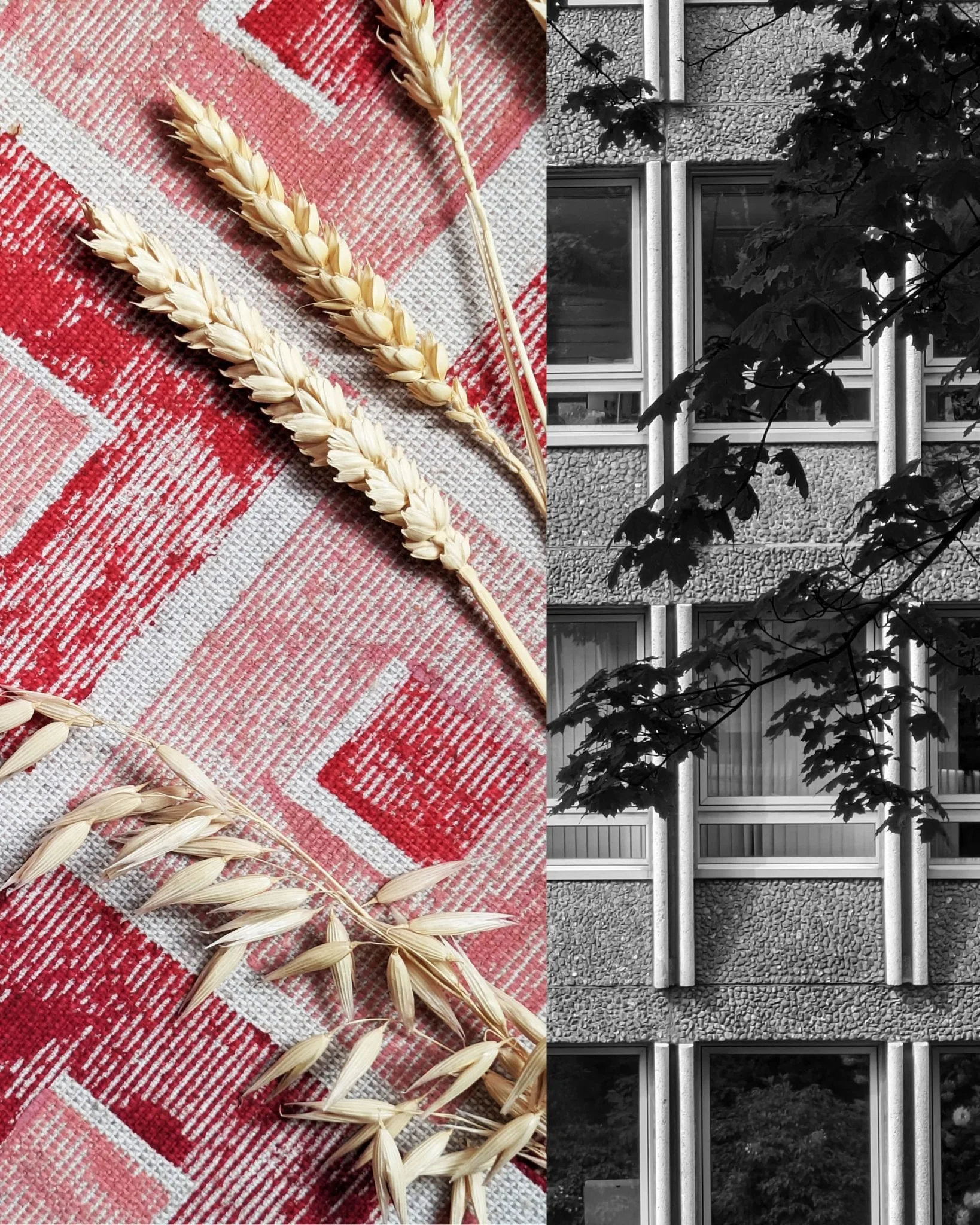 sunday inspiration ❌ here's a wrong opinion i often hear: apparently brutalism is grey, depressing, and hates nature. and here's why it's wrong: plants have always mattered in urban environments. they soften concrete, climb over it, frame it. most mo