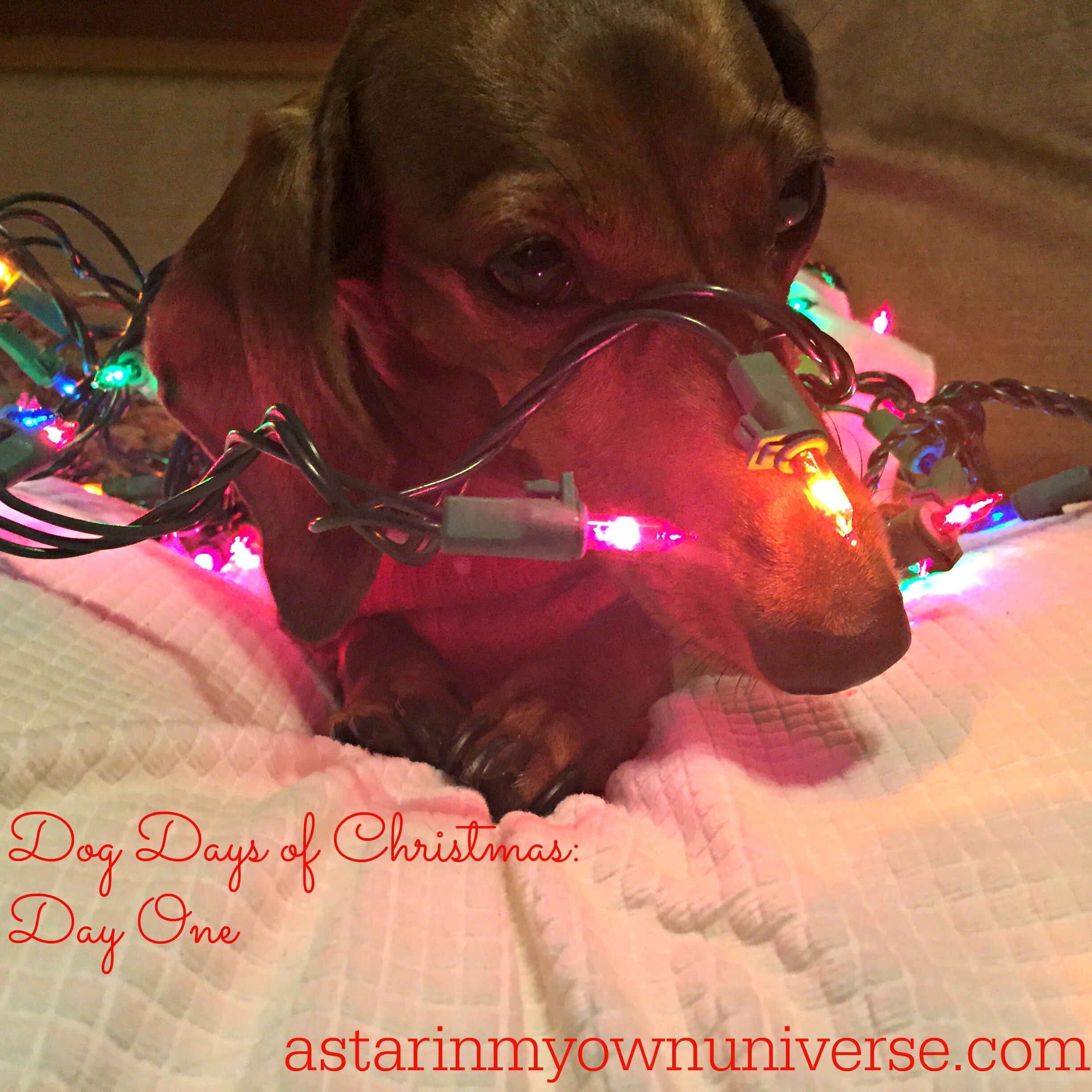 Advent Calendar -- The Dog Days of Christmas: Day 1