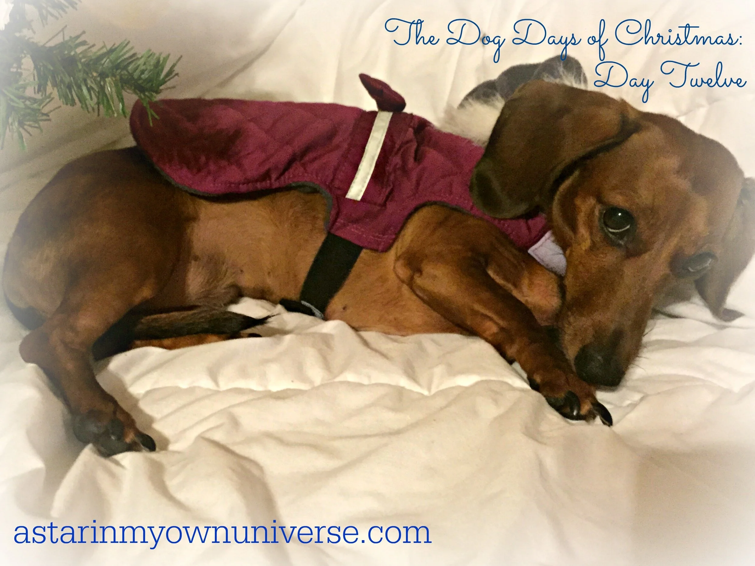 Dog-Days-Day-12.jpg