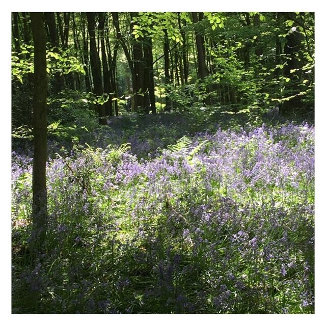 Bluebells are out in full force and looking so pretty in the woods around Winchester. Feeling very lucky to have amazing walks like this on our doorstep.⁠⠀
&bull;⁠⠀
&bull;⁠⠀
&bull;⁠⠀
&bull;⁠⠀
&bull;⁠⠀
&bull;⁠⠀
&bull;⁠⠀
#bluebells #bluebellwoods #spri