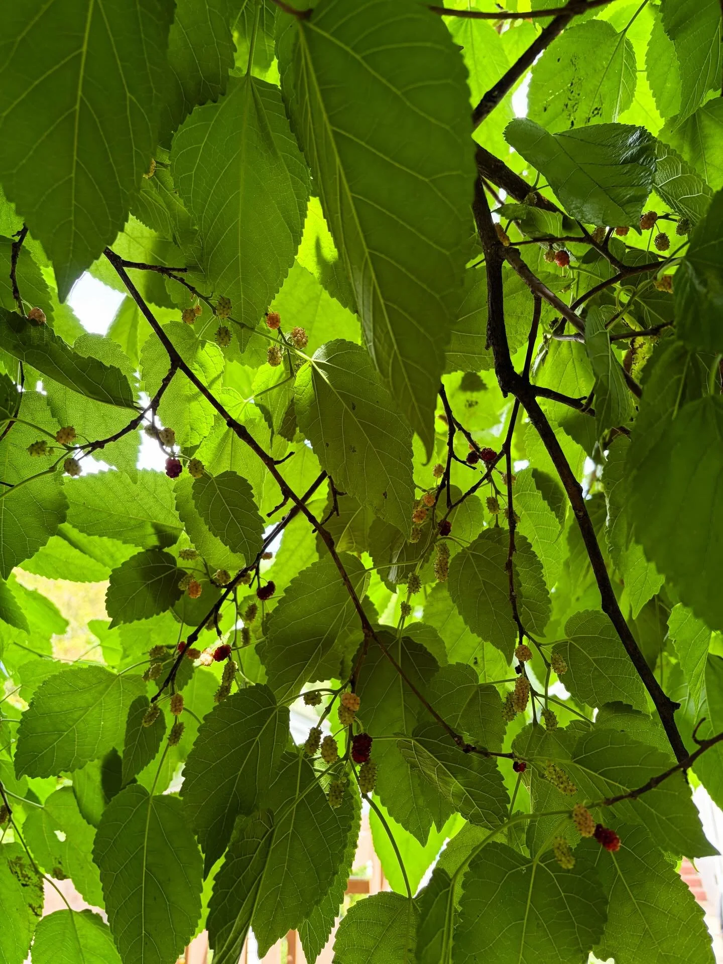 You can take the girl out of the country, but you can&rsquo;t take the country out of the girl. Happy Saturday from the mulberry tree! 

#homegrown #mulberry #berrypicking