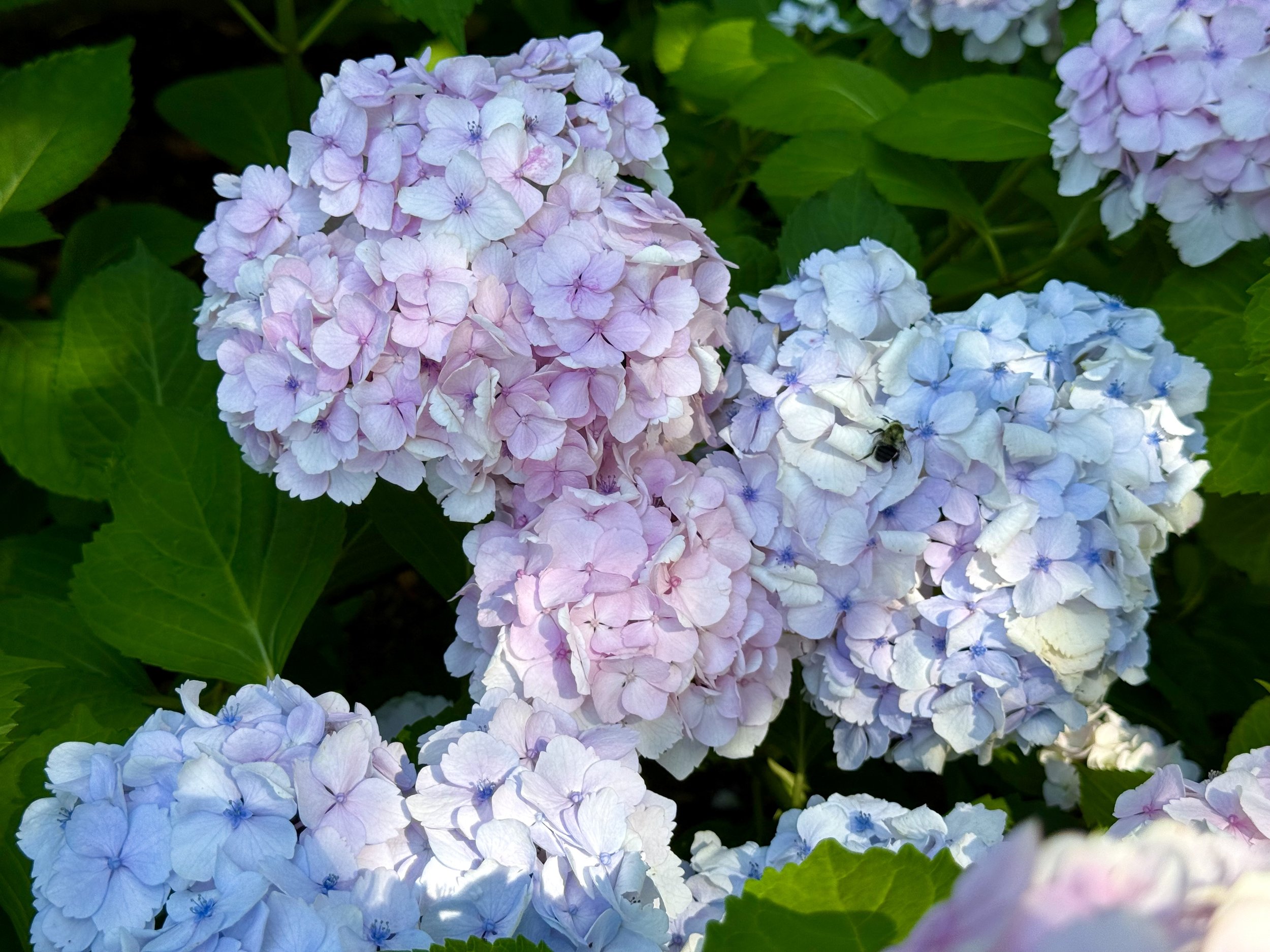 A bee sitting on blue and purple hydrangeas against the green leaf background