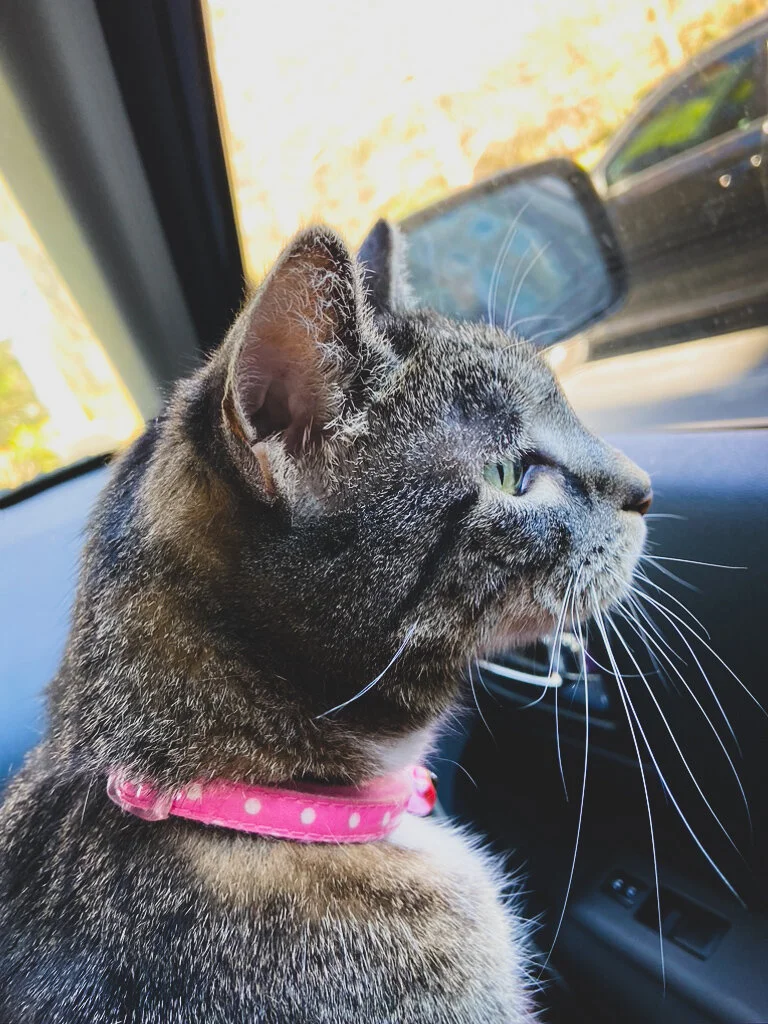 A cat named Mimi wearing a pink collar looking out a car window