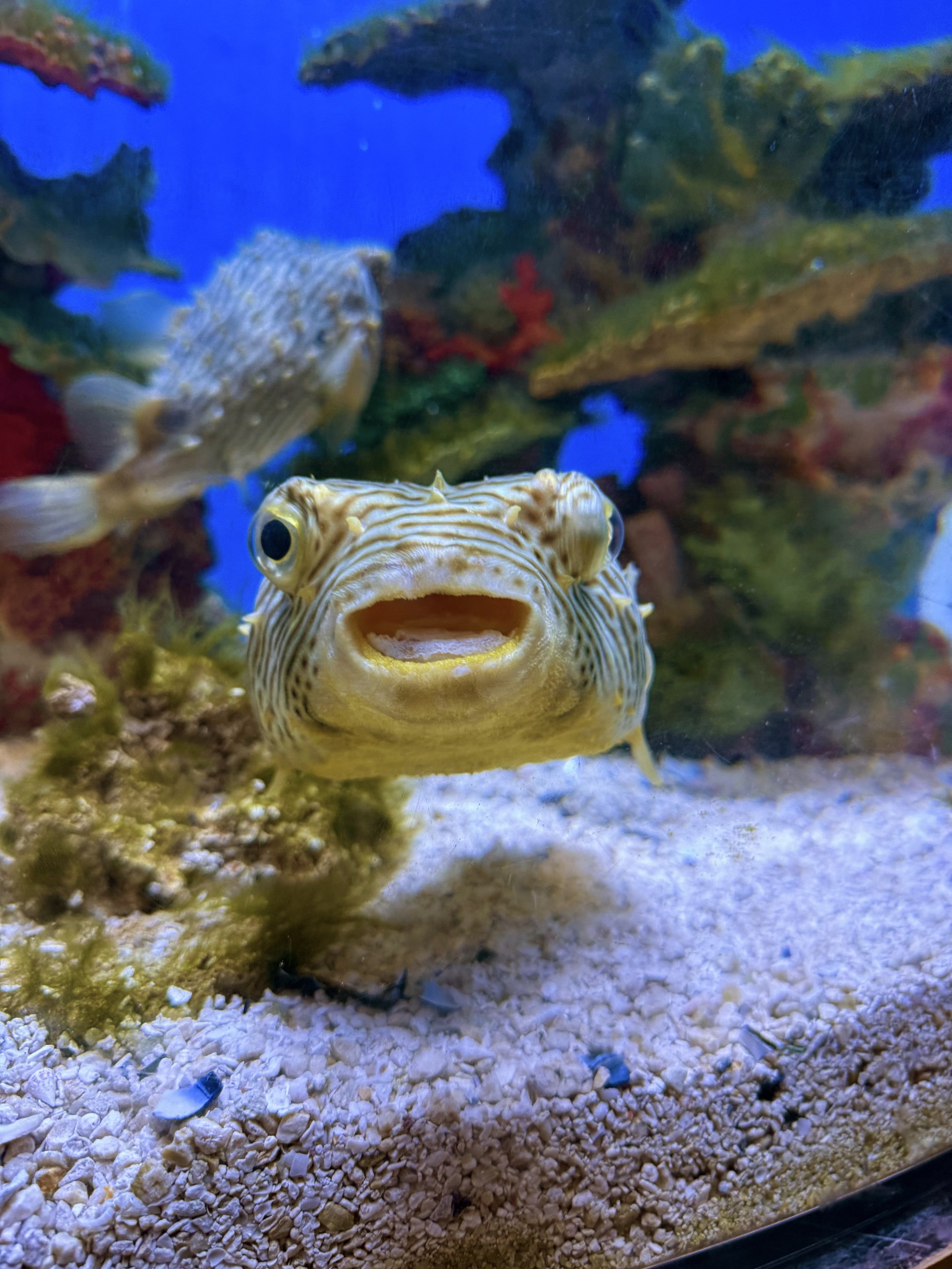 A happy fish posing with his mouth open