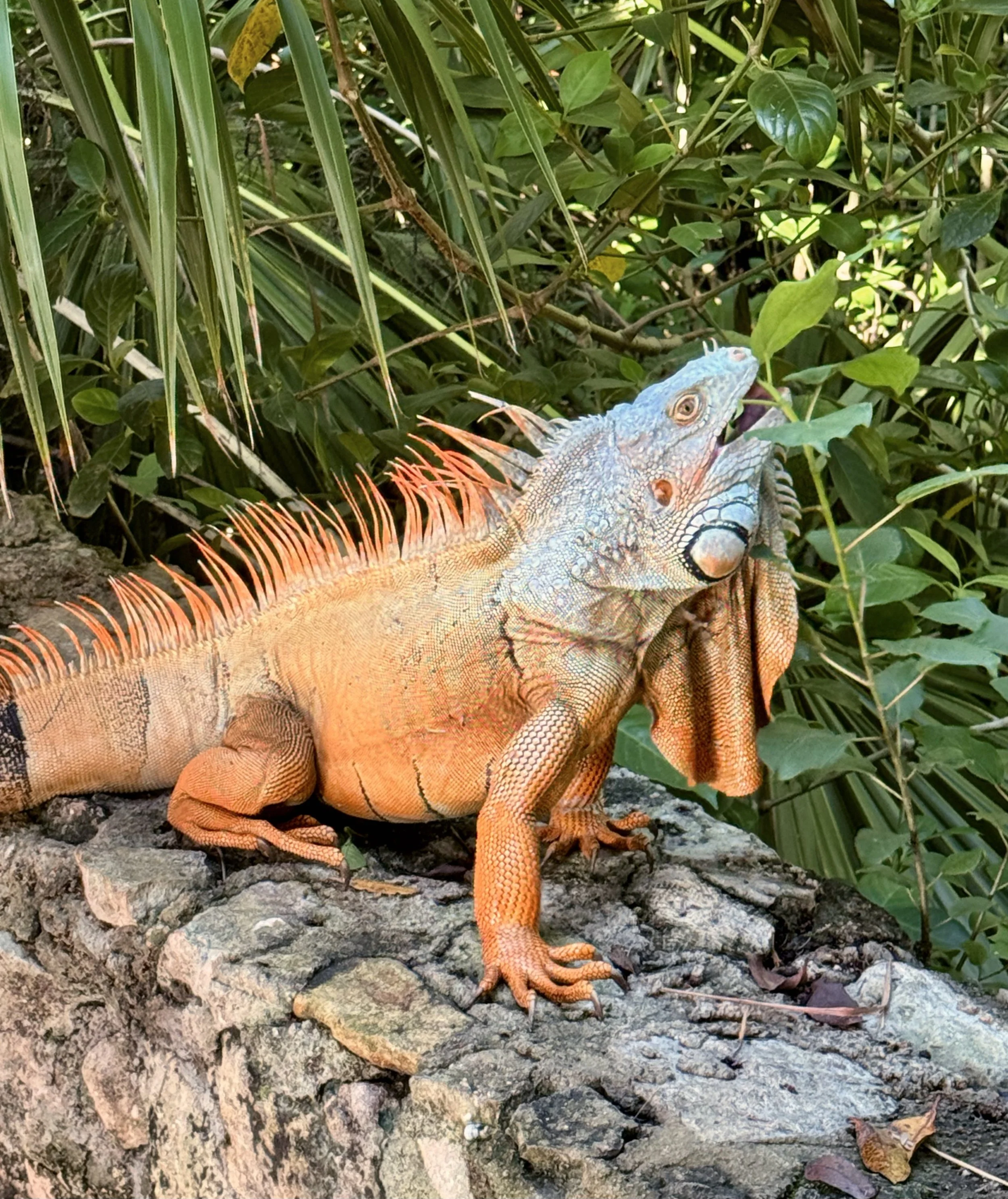An orange and blue iguana sitting on a rock about to eat a leaf next to him