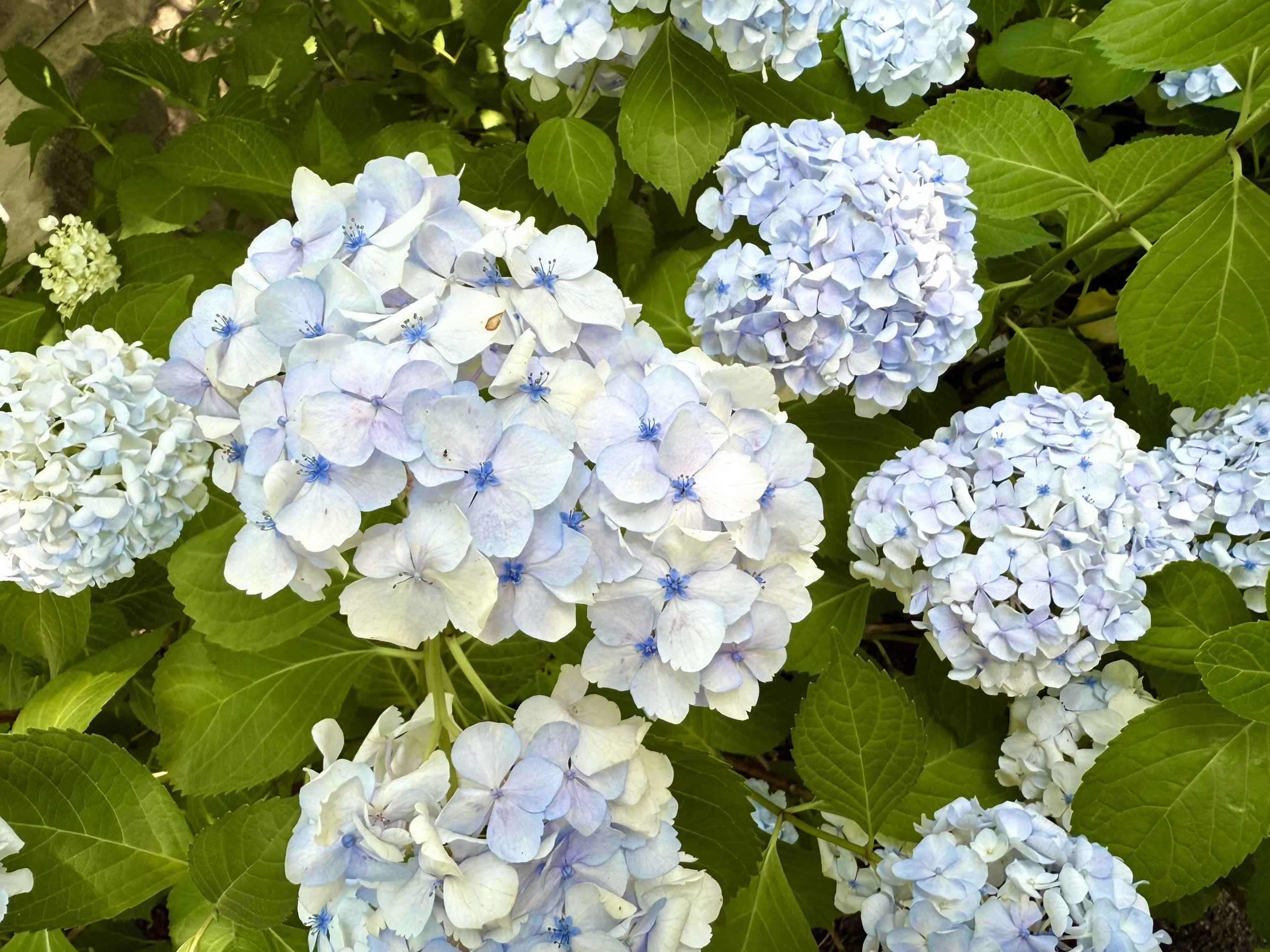 Light blue hydrangeas against the green leaf background