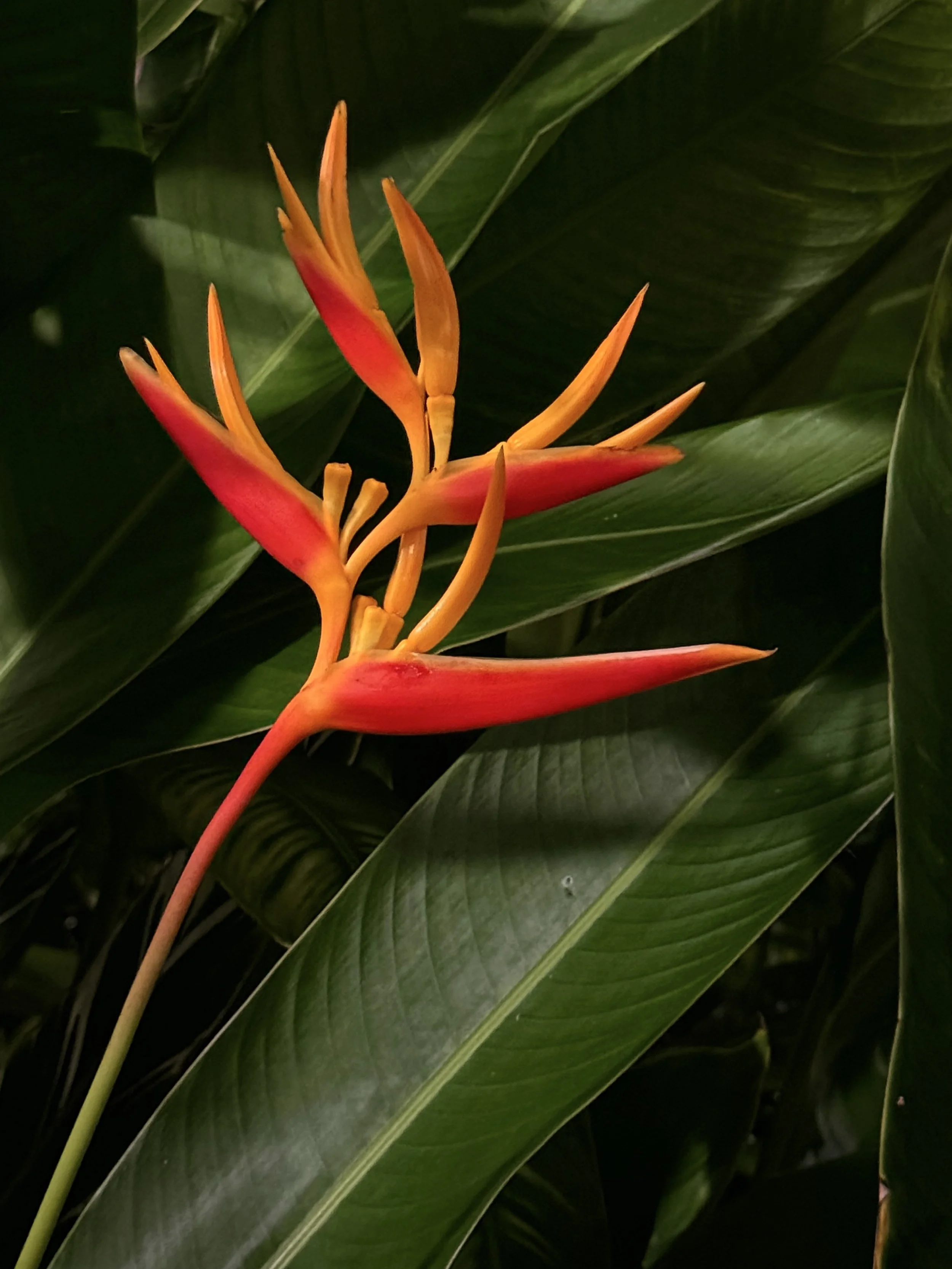 Red and orange flower against the dark green leaves