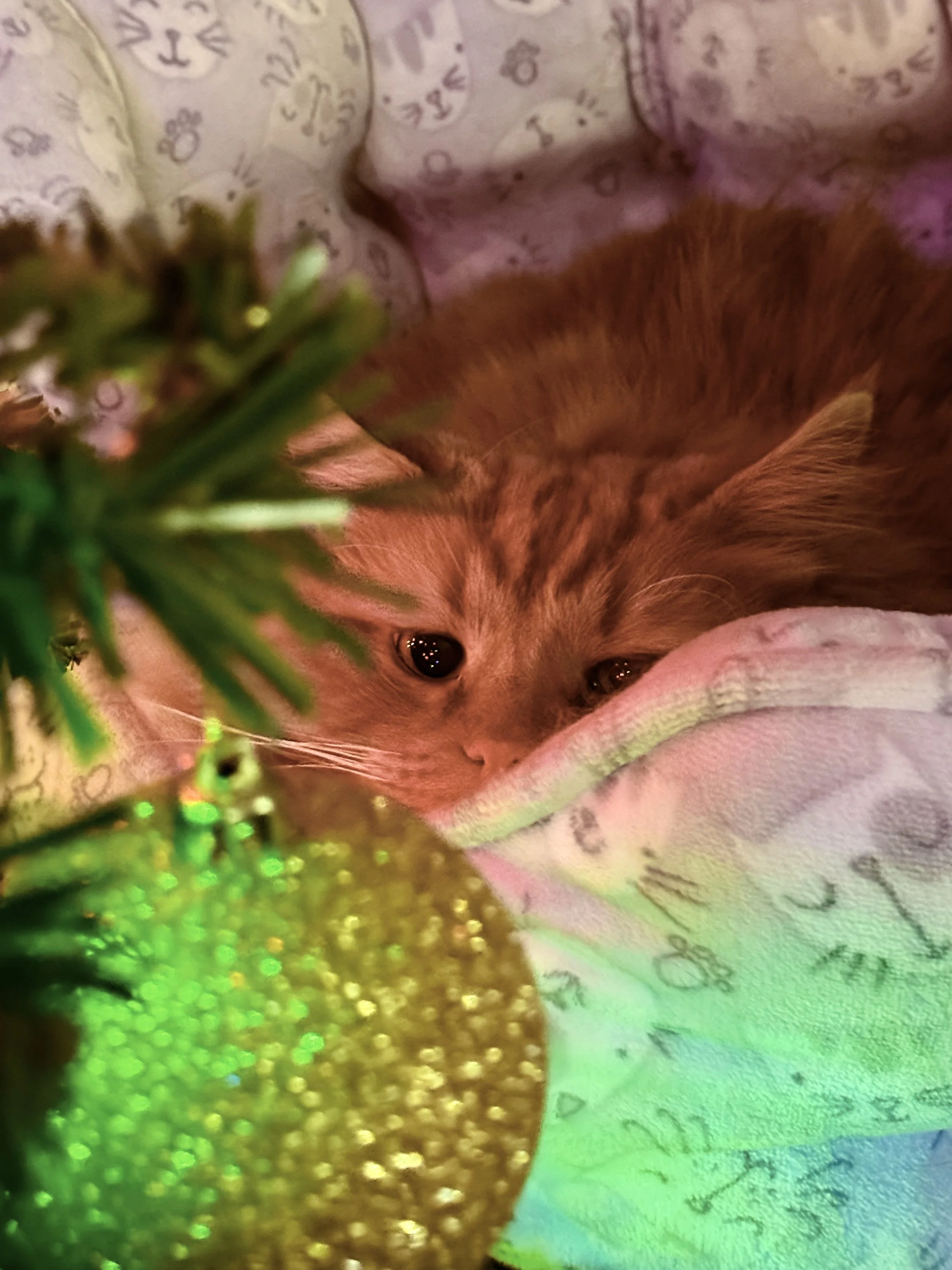A Norwegian Forest Cat named Cheese in his cat bed looking at a gold glitter ornament with awe. 