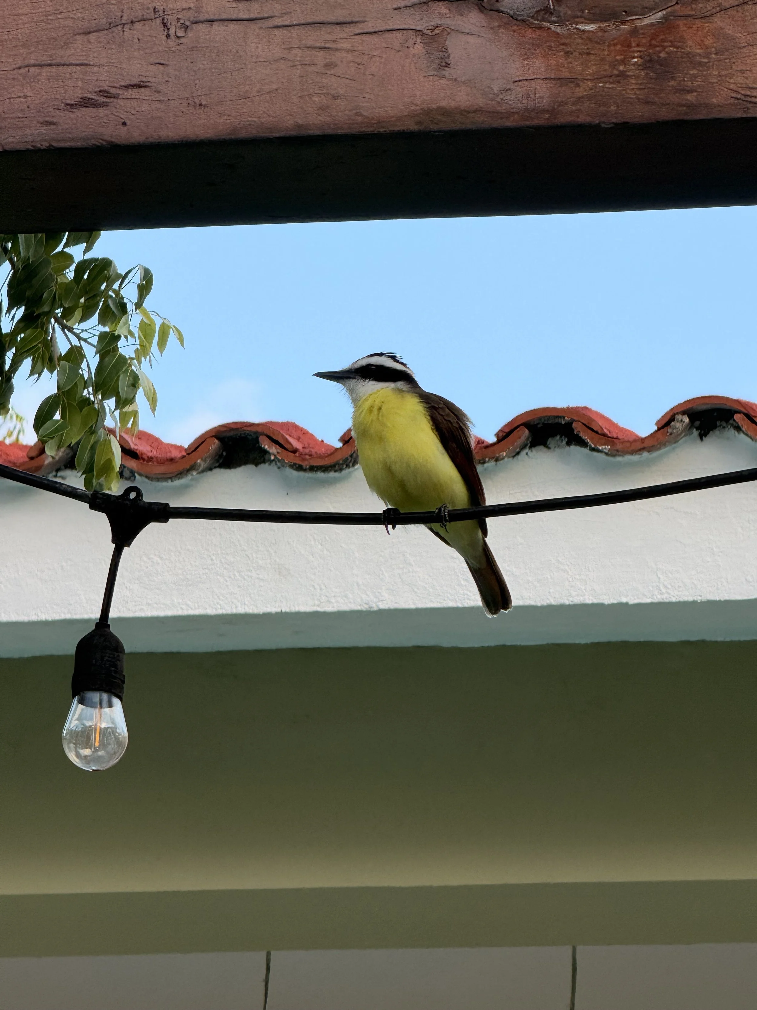 A black and yellow bird sitting on a wire