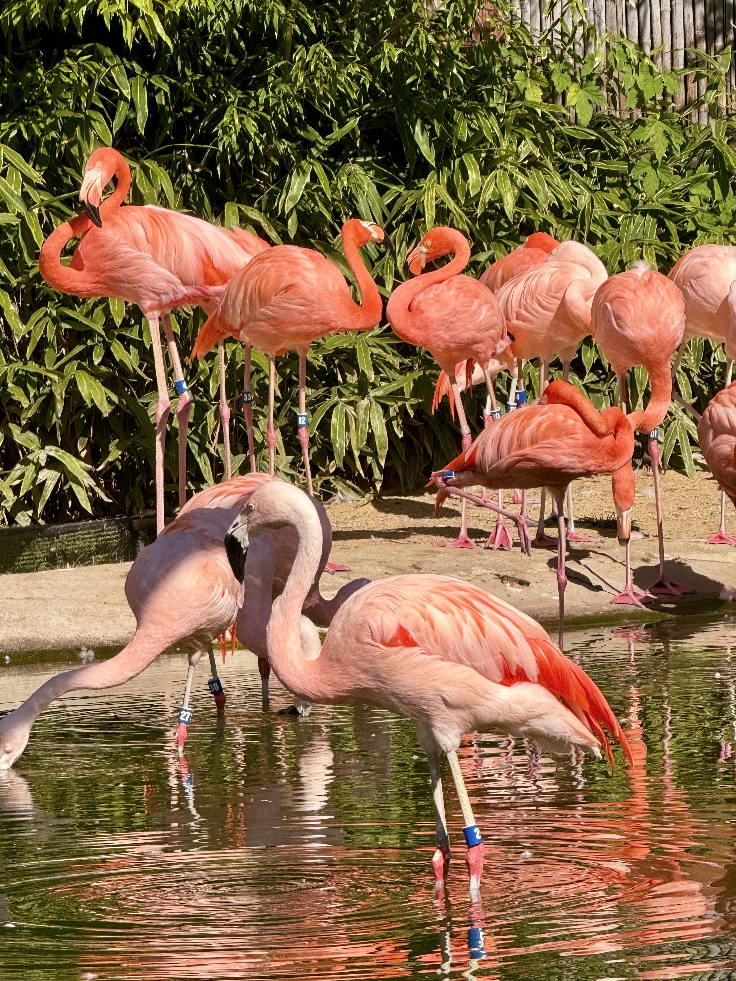 Pink flamingos in and by the water