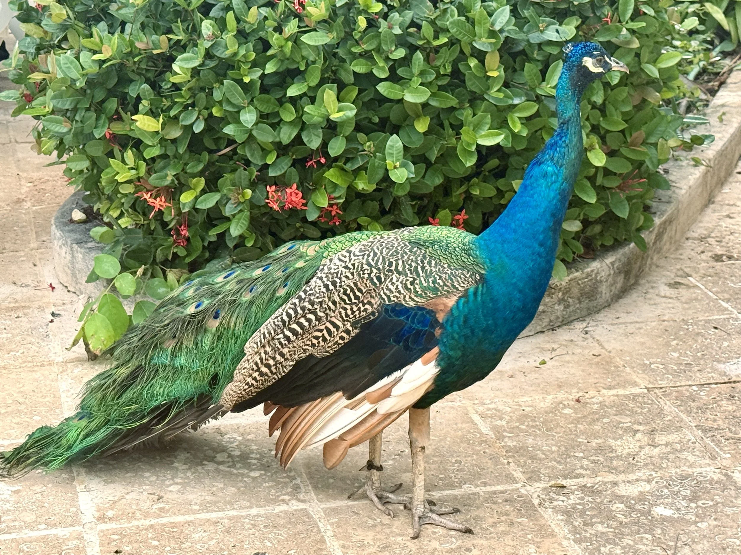 A peacock walking around on a stone path in front of a green bush and orange flowers