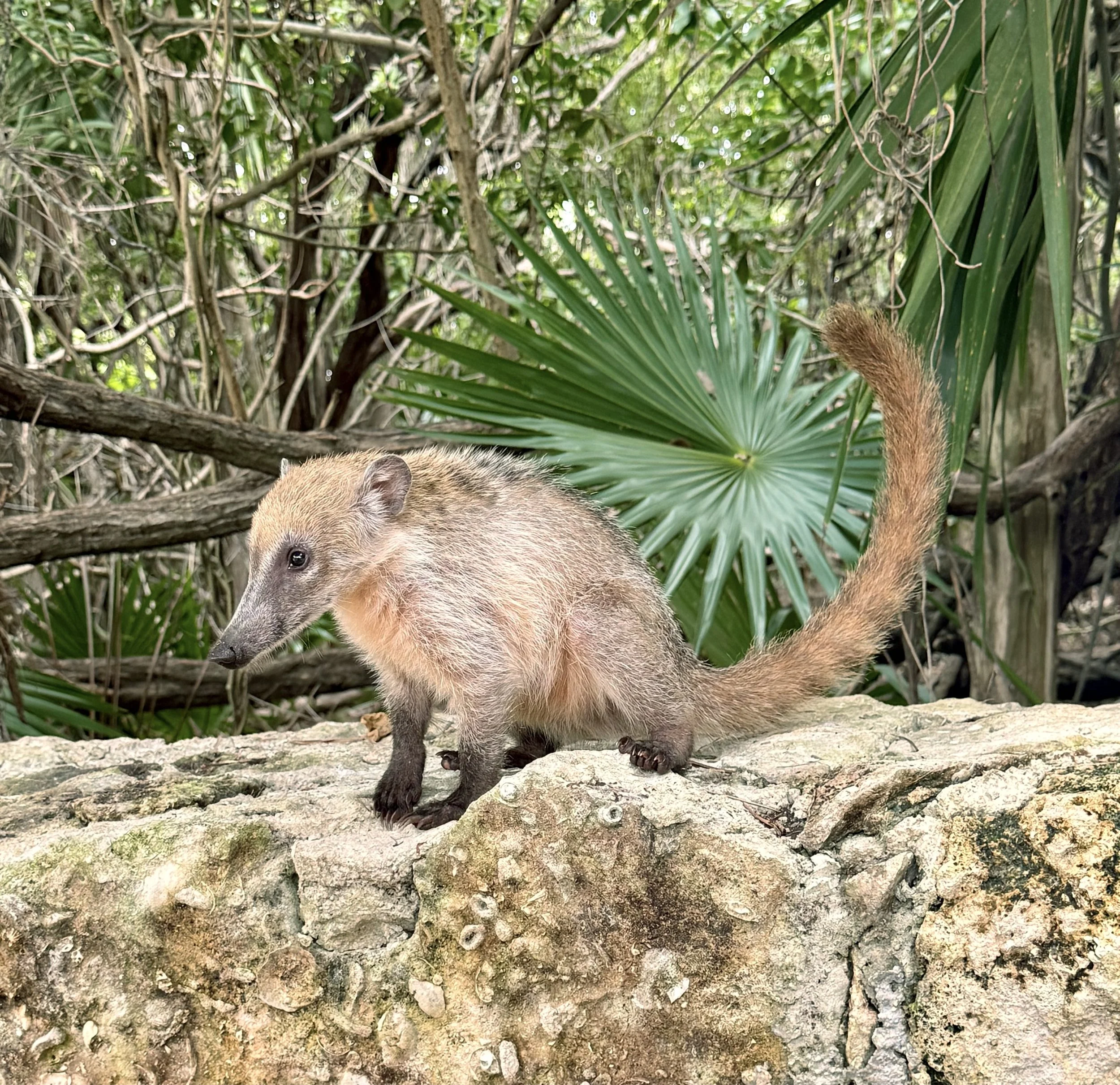 A Koati sitting on a rock next to trees and plants