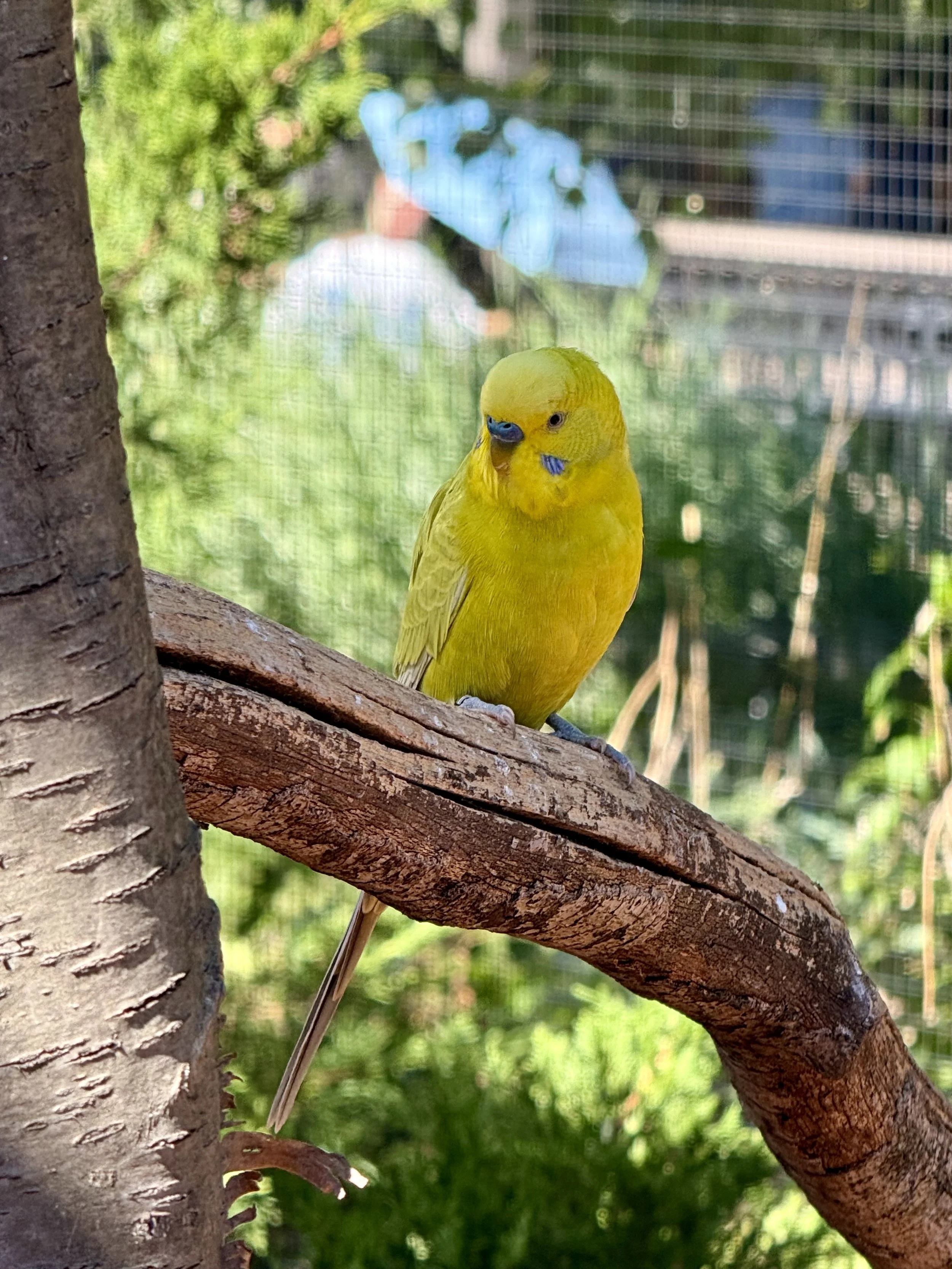 A yellow parrot sitting on a branch.