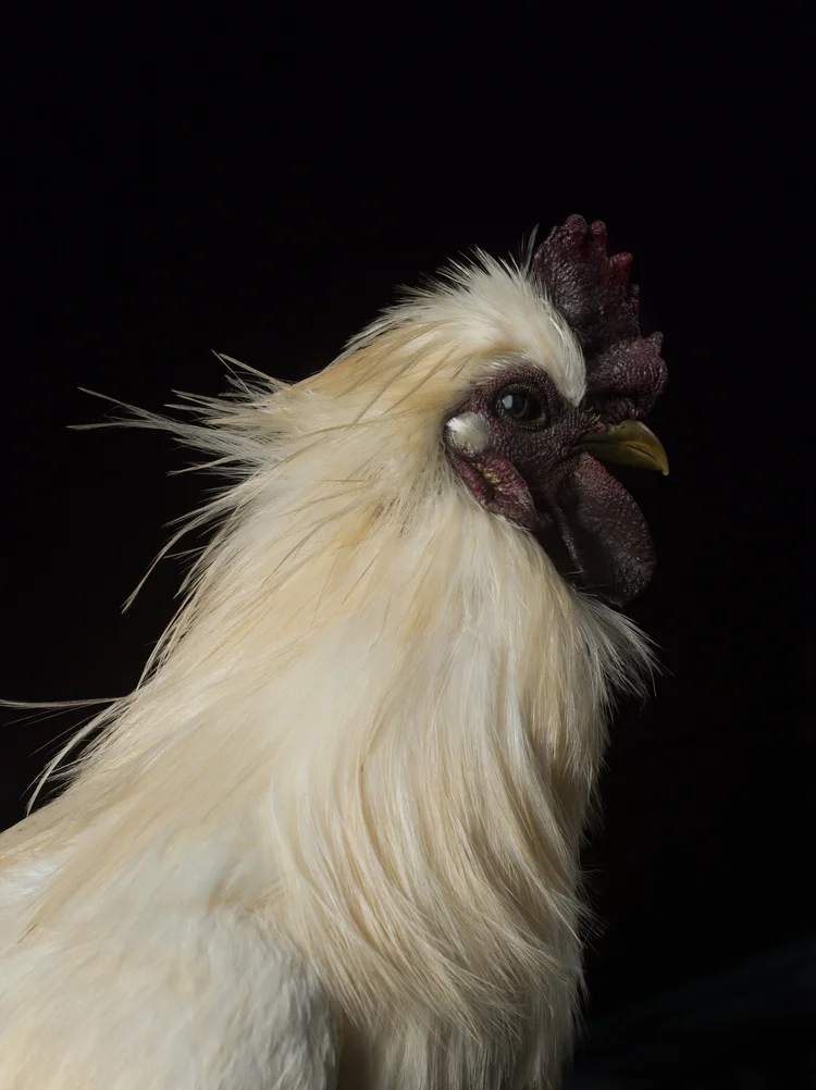 Paul Lange Fowl Portraits — Paul Lange