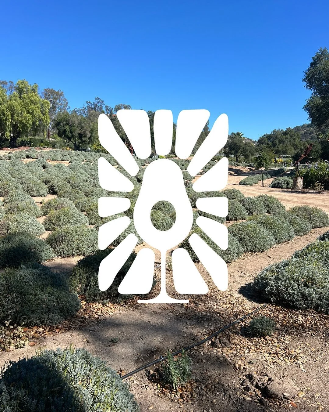 Had a great time @fallbrookwinefestival this last weekend! This event took place @dailybloomslavenderfarm which smelled wonderful and had the coolest grounds I&rsquo;ve been on in a while. 

We may have had spotty cell phone service but we still clea