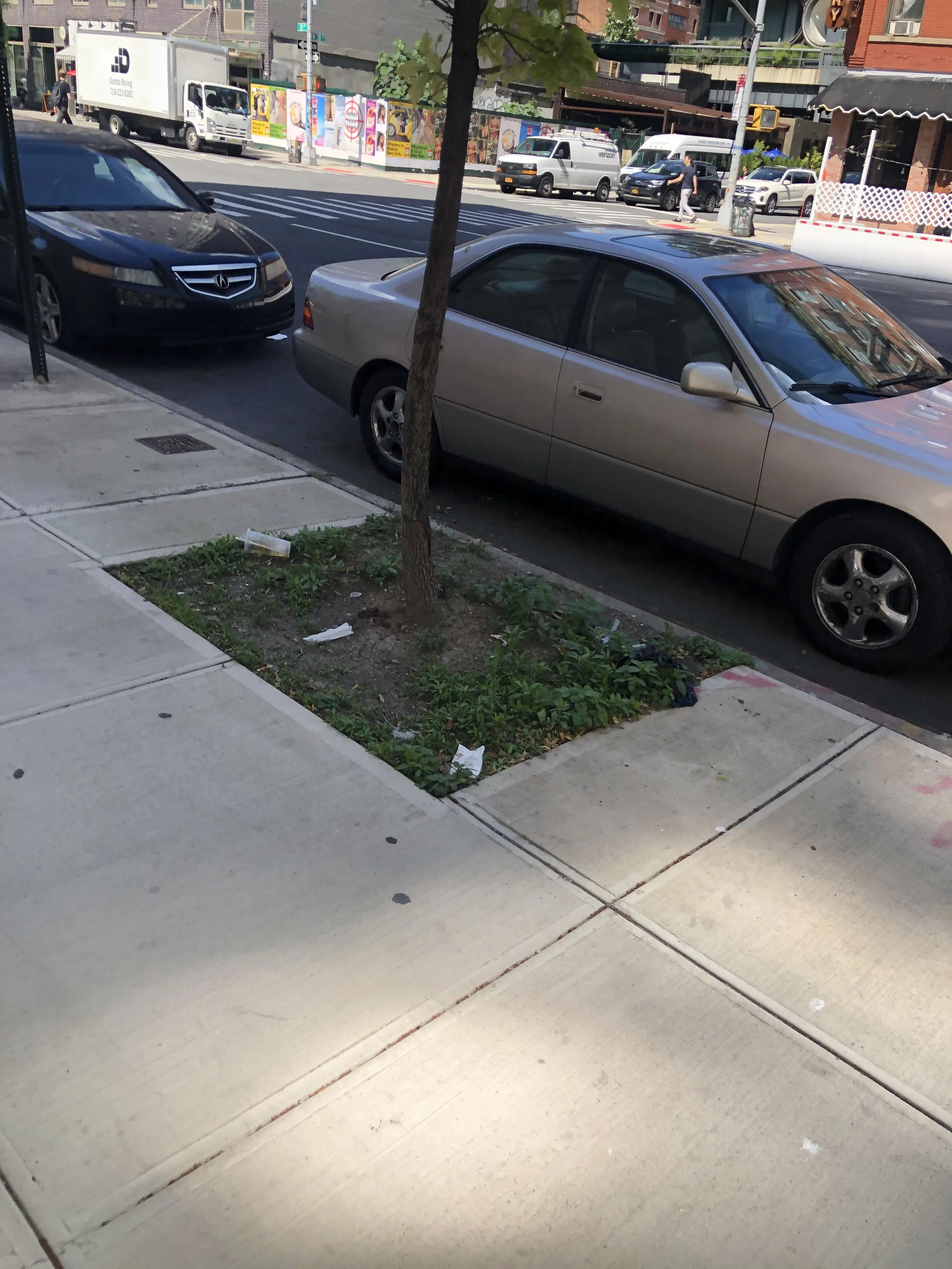 sad tree pit 2.jpg