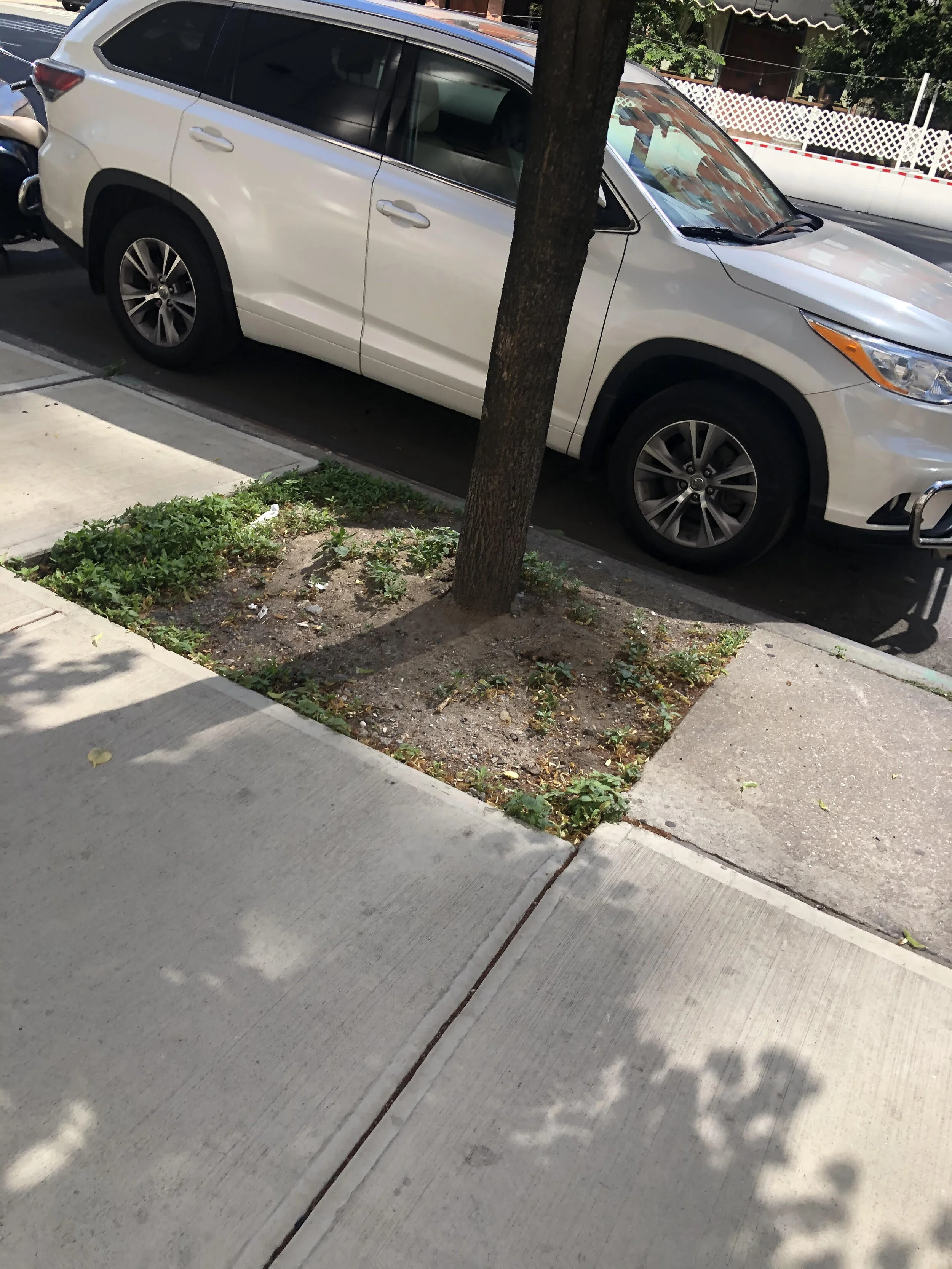 sad tree pit 3.jpg