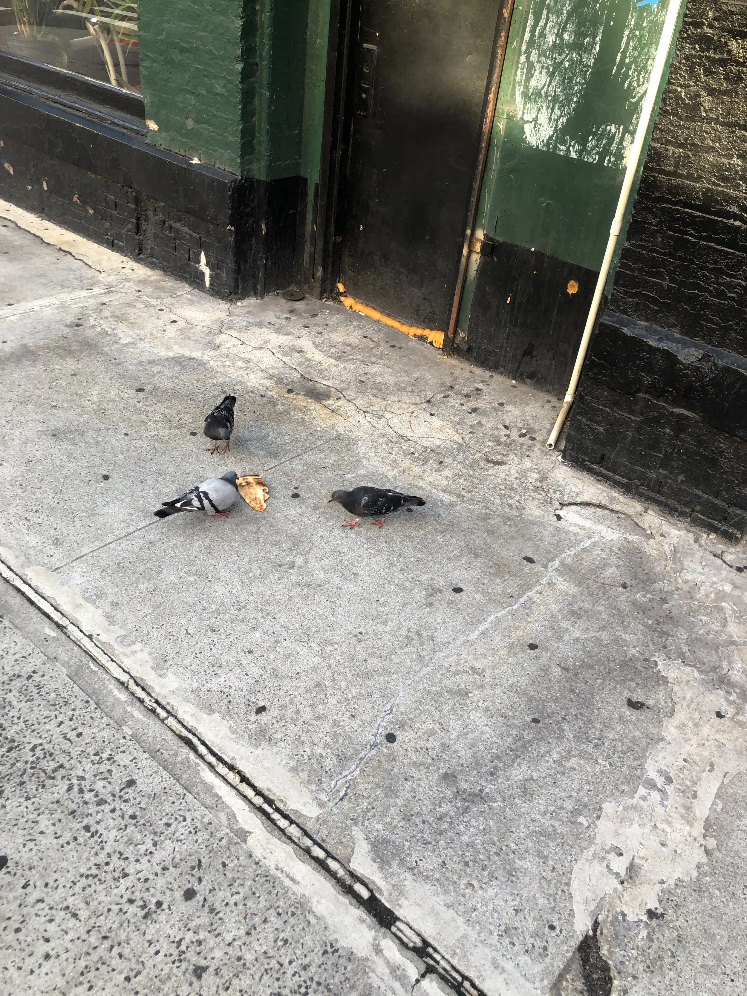 pigeons eating pizza.jpeg