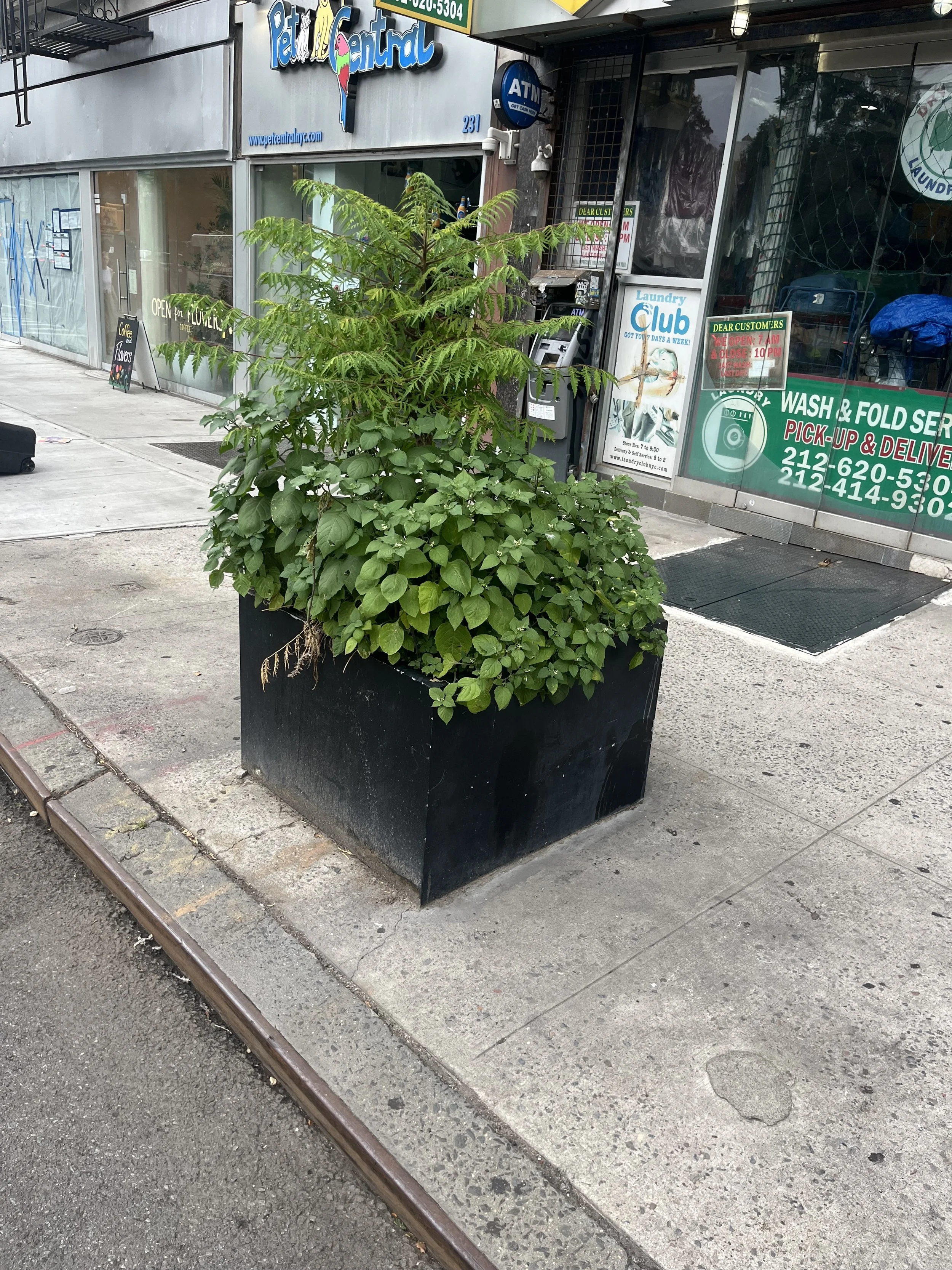 We should probably add some foliage to the block, right?
