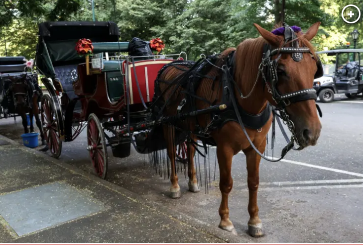 The horses in Central Park are probably out