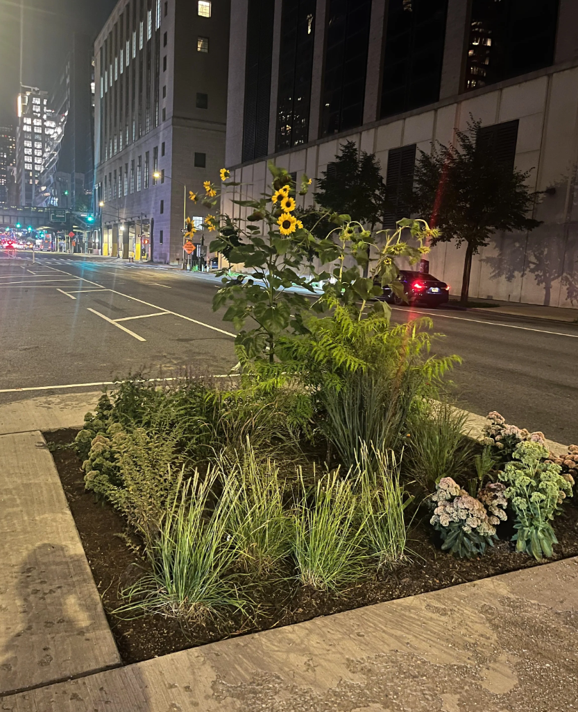 Chelsea Garden Club is ALSO helping transform our block tree pits 