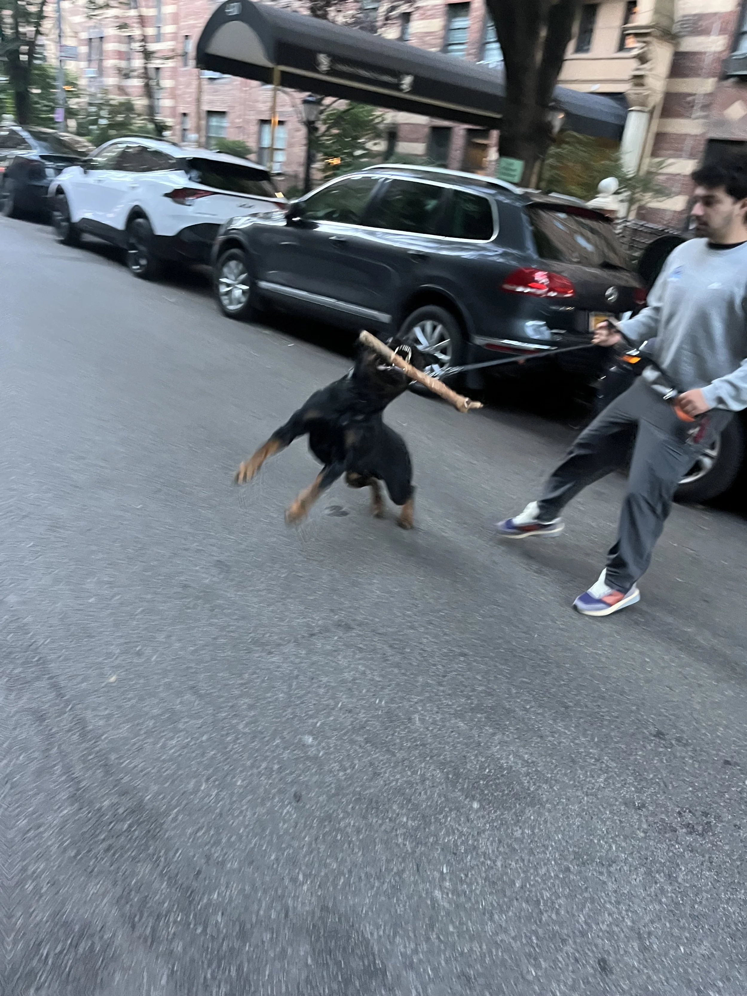 Dog of the day (with stick)