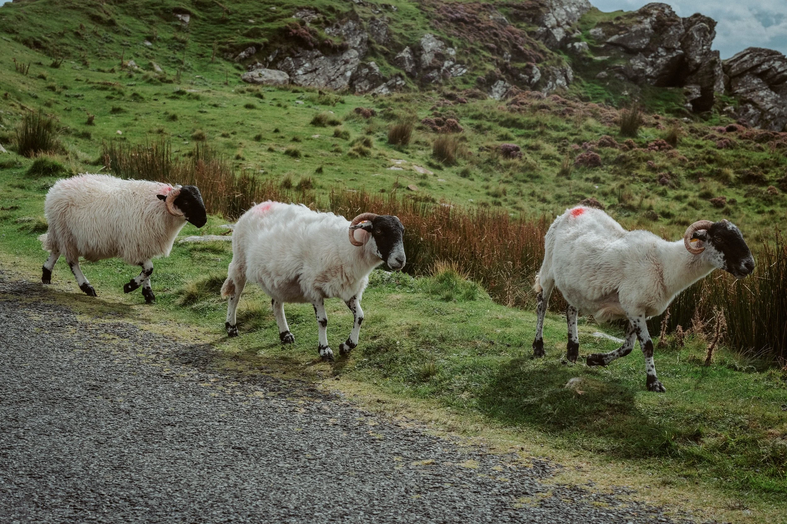 L & C Engagement (48).jpg