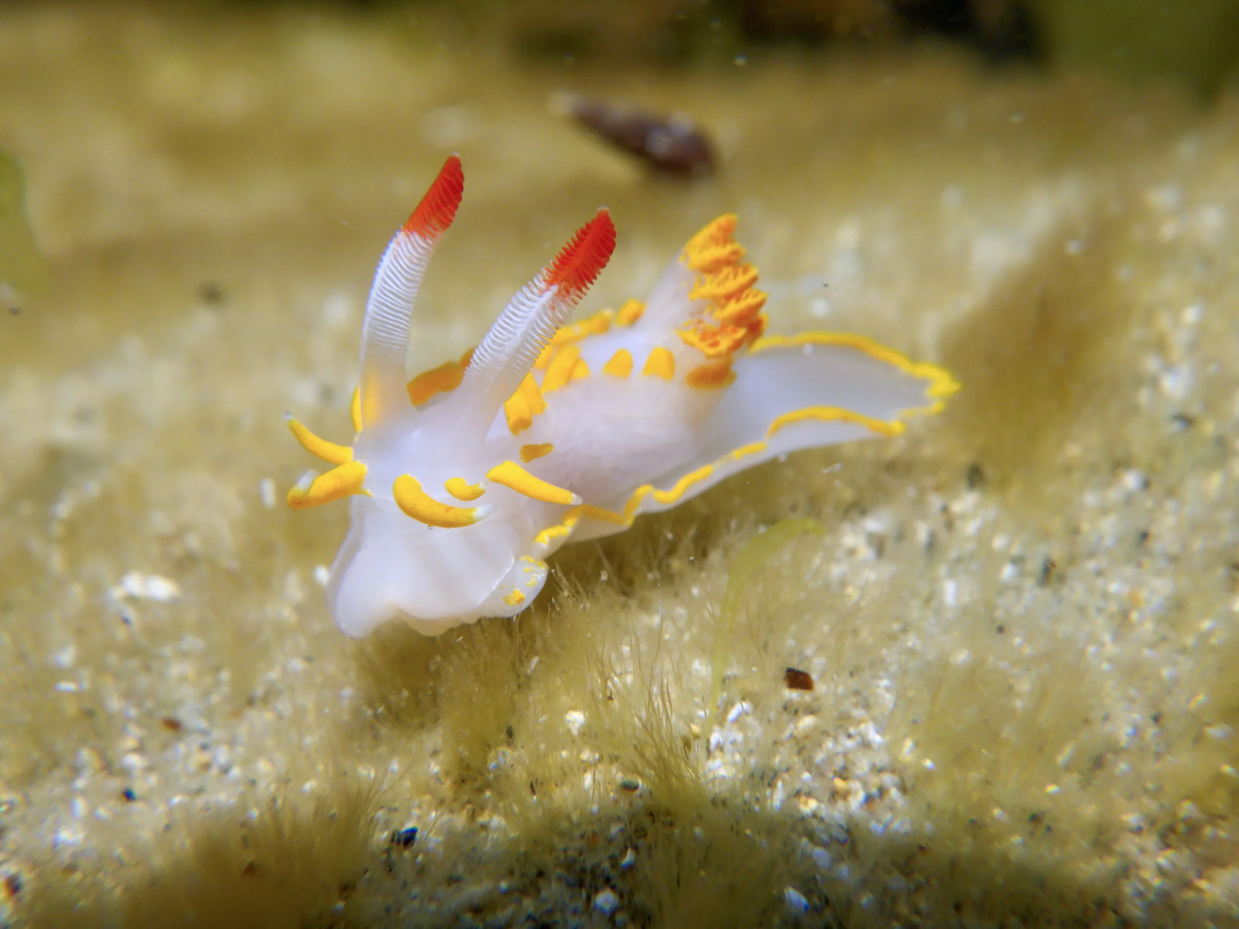 Yellow skirt nudibranch