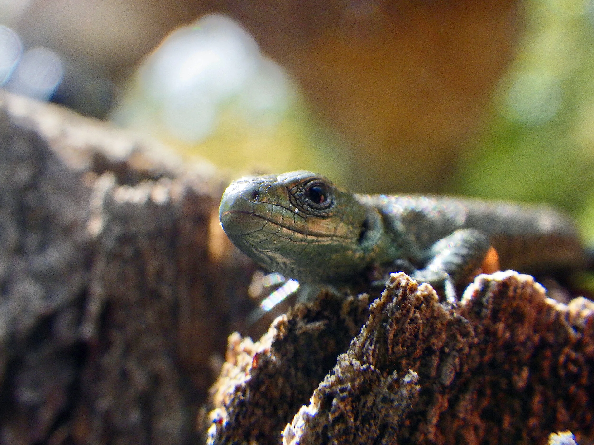 lizard.jpg