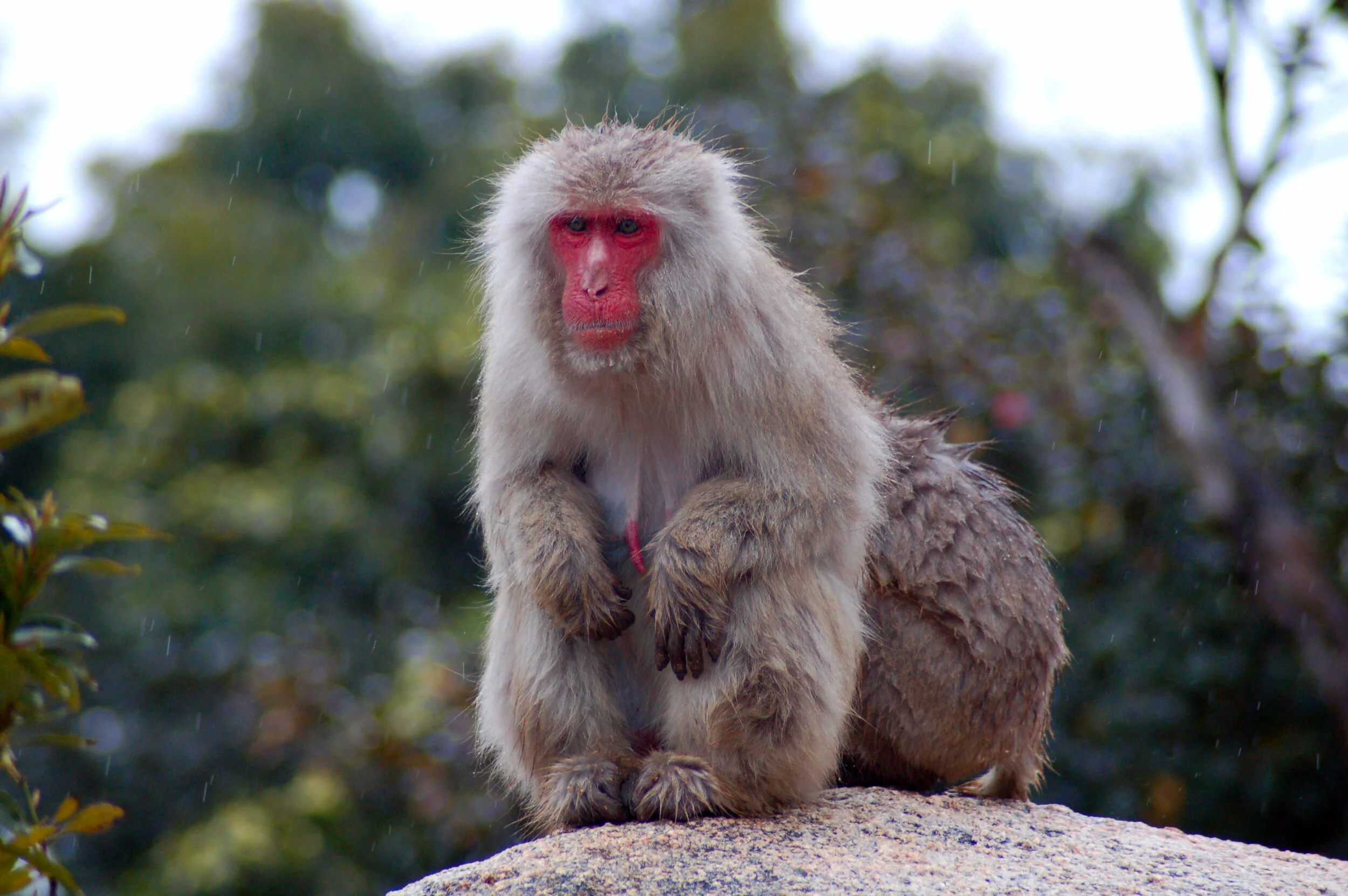 macaque.jpg