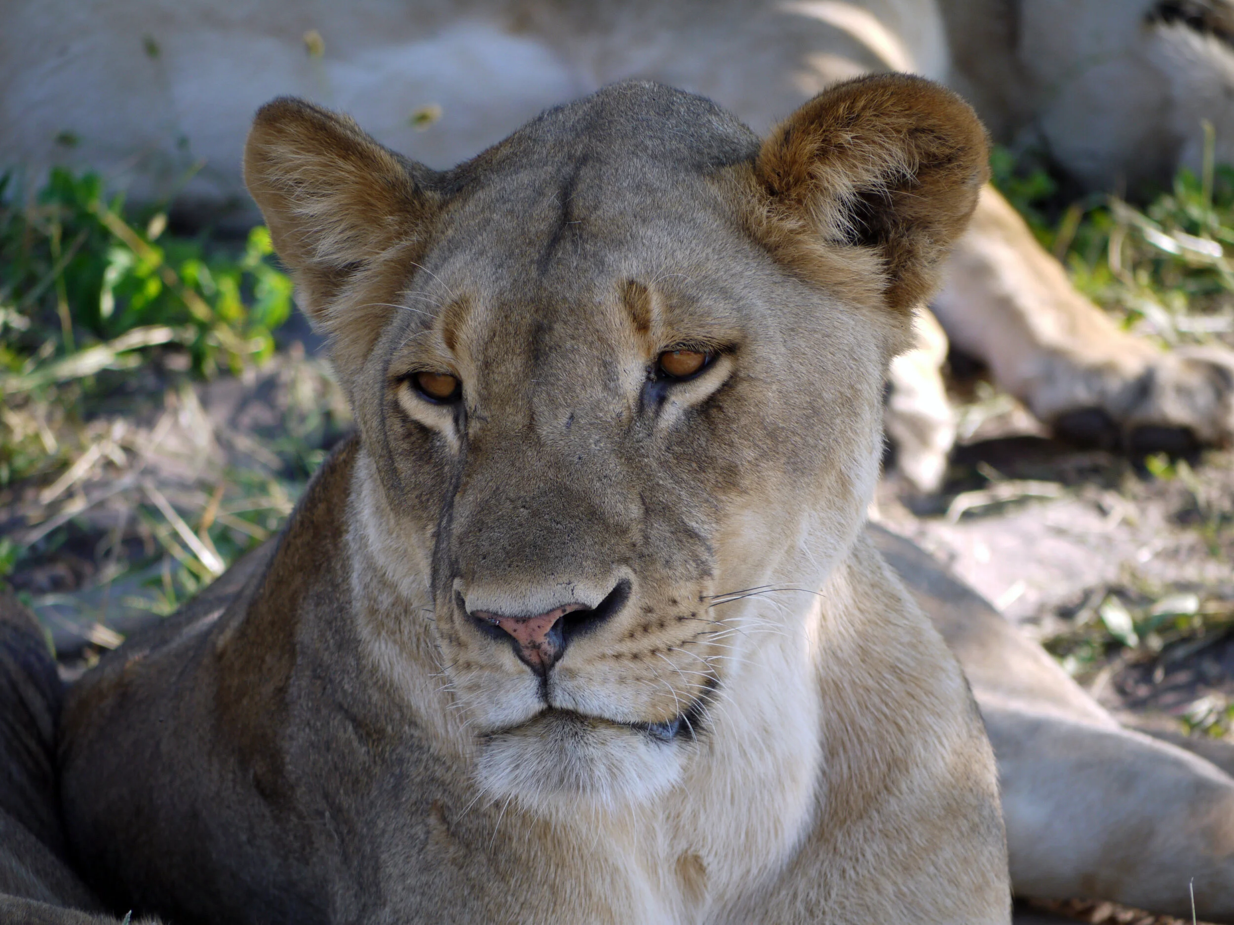 lioness.jpg